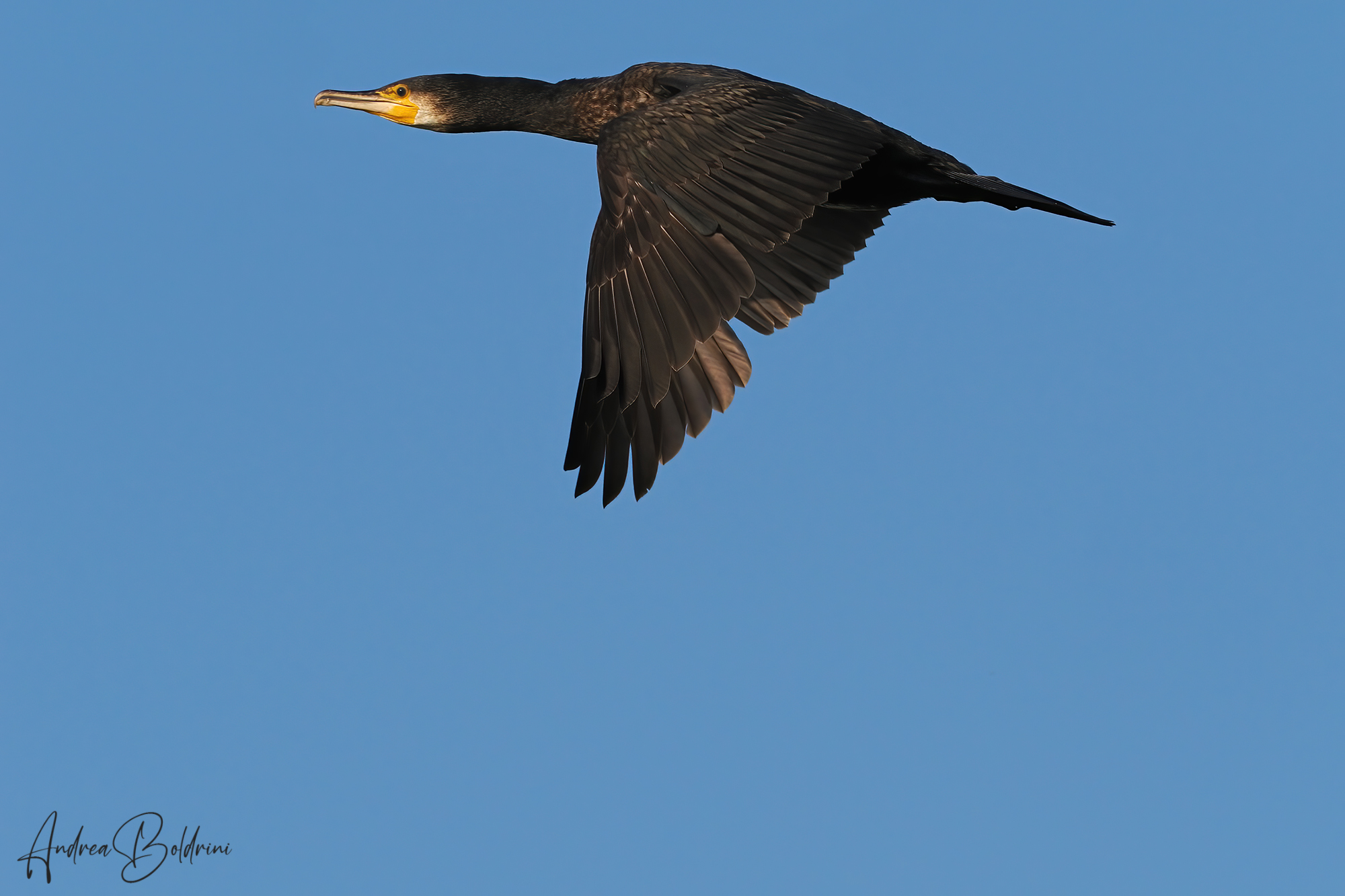 Cormorant