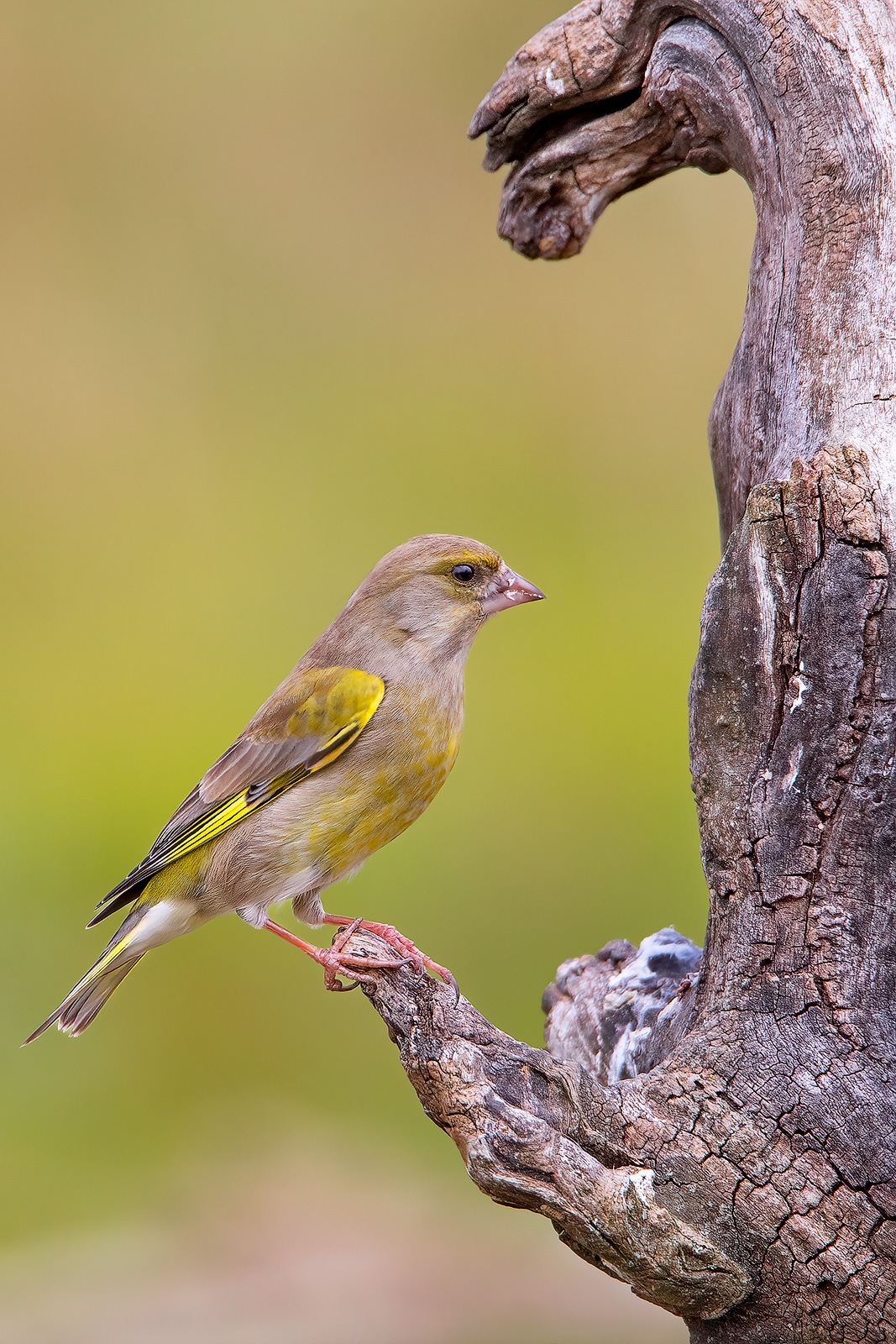 Greenfinch
