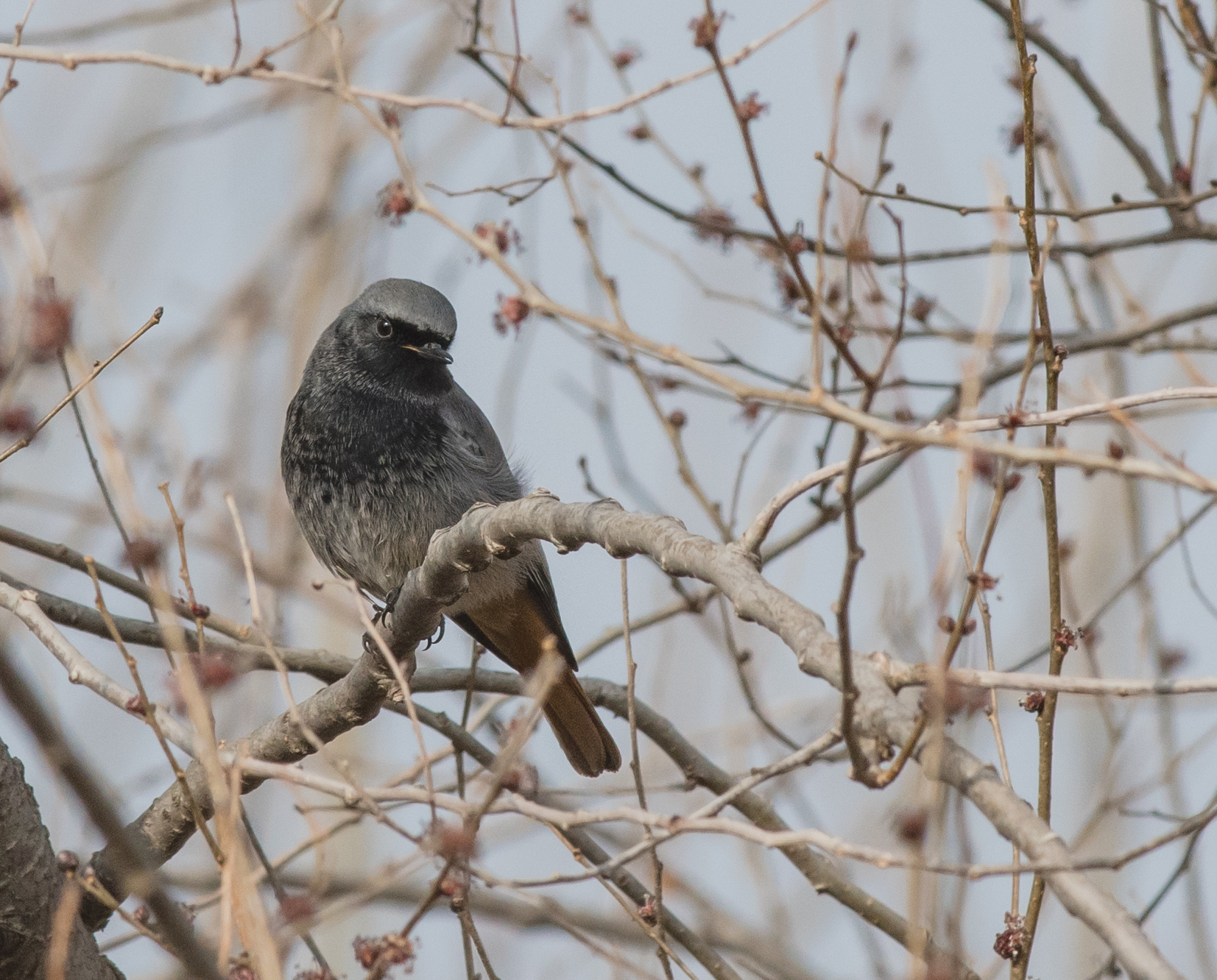 Codirosso spazzacamino