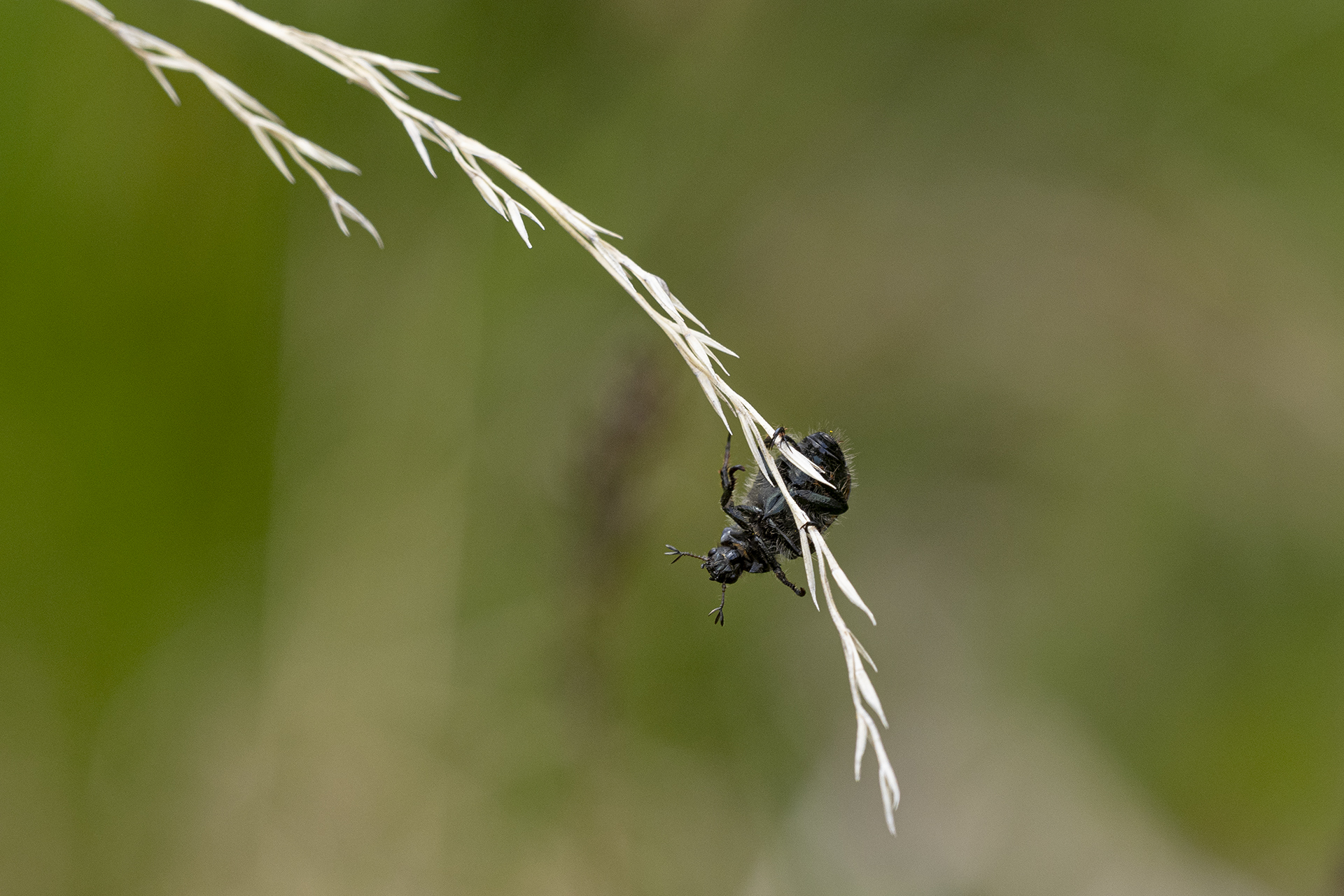 The Tightrope Walker