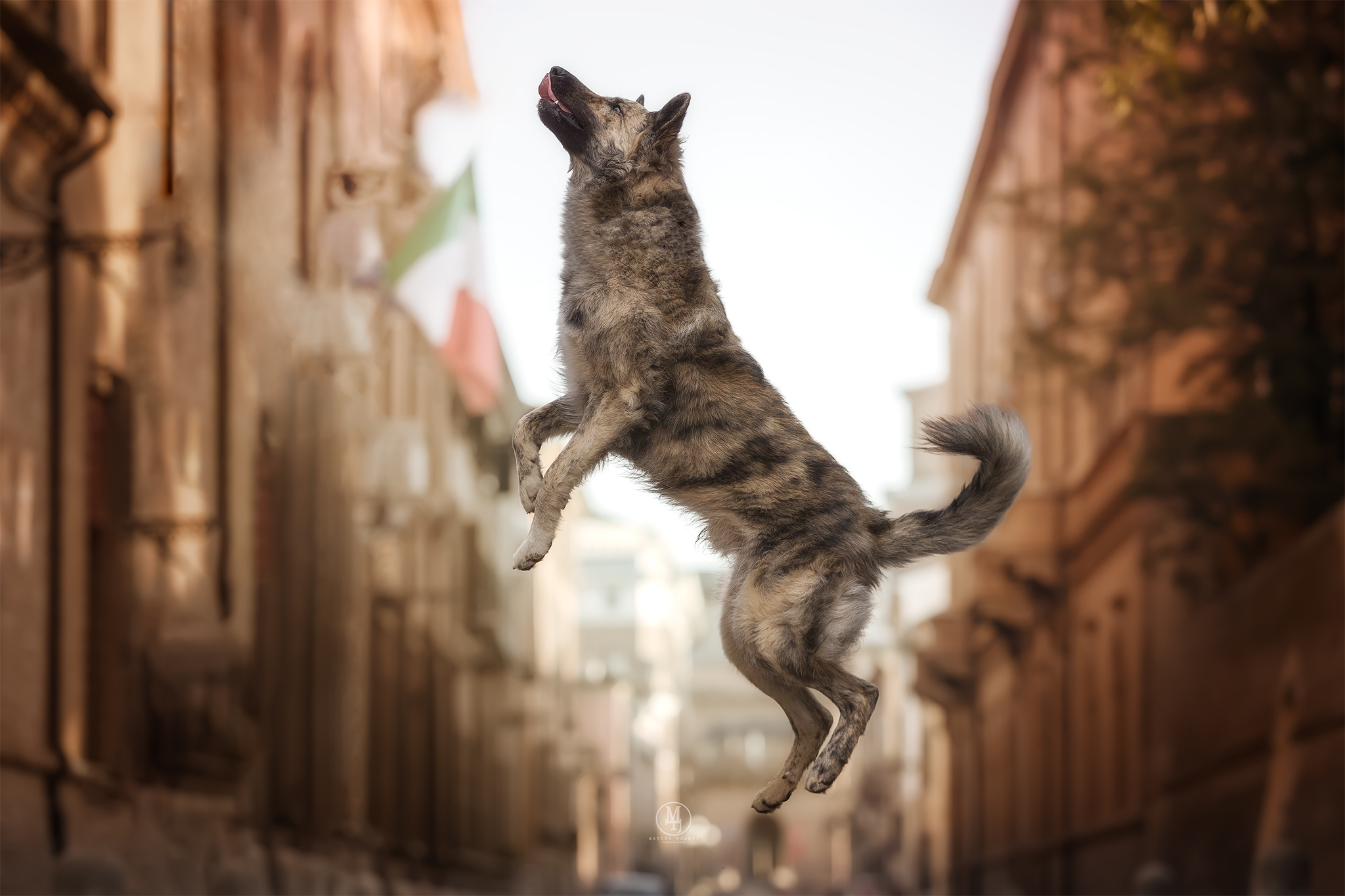 Lupin, a leap into Hercules I d'este