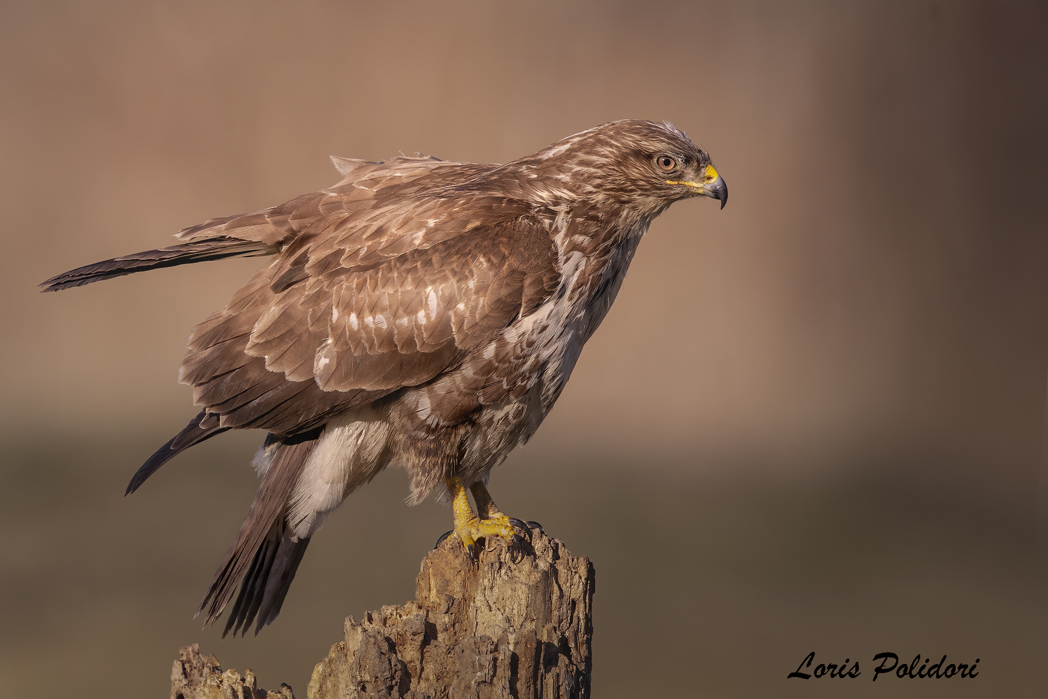 Buzzard