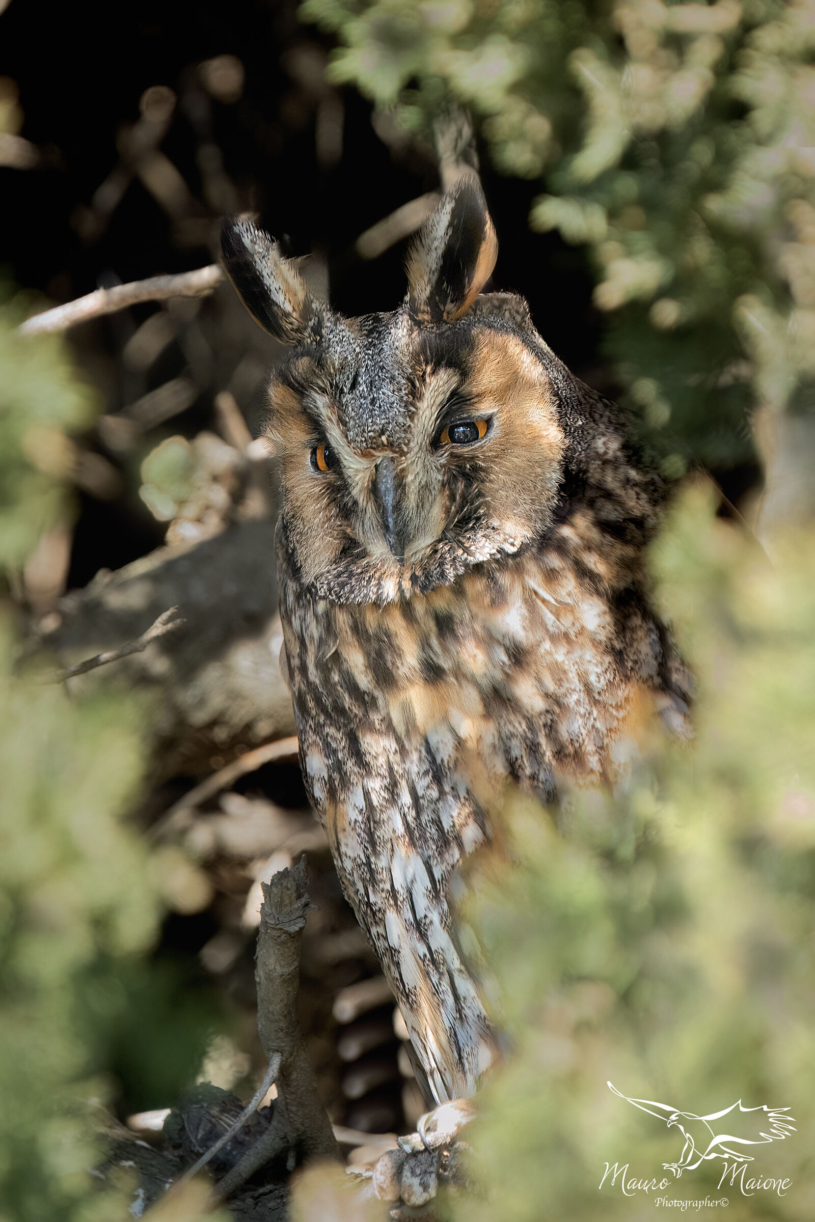 long-eared owl