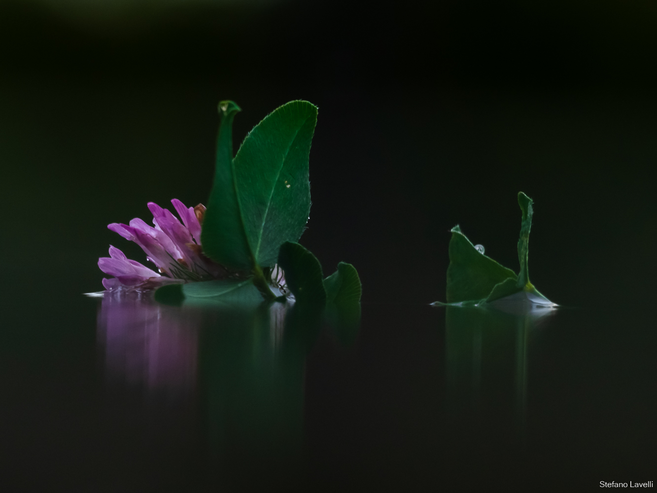 Flowers like swans on water