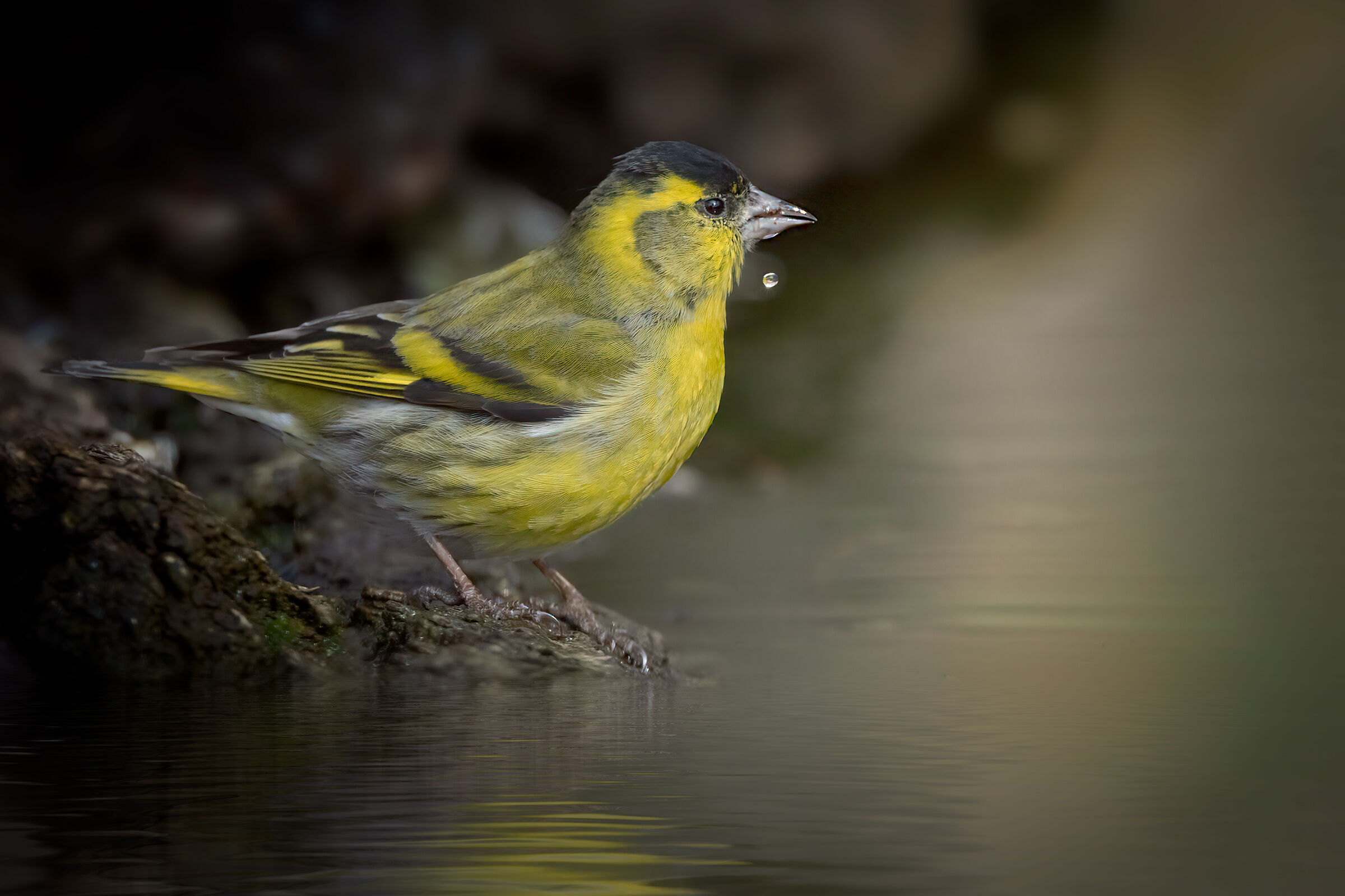 Lucherino &male; (Spinus spinus)