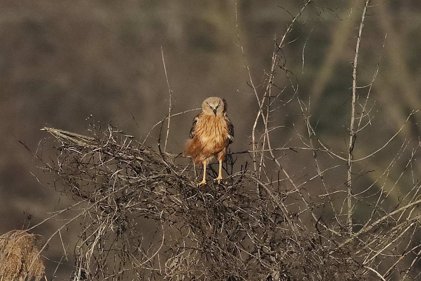 Falco di palude 27-12-2022