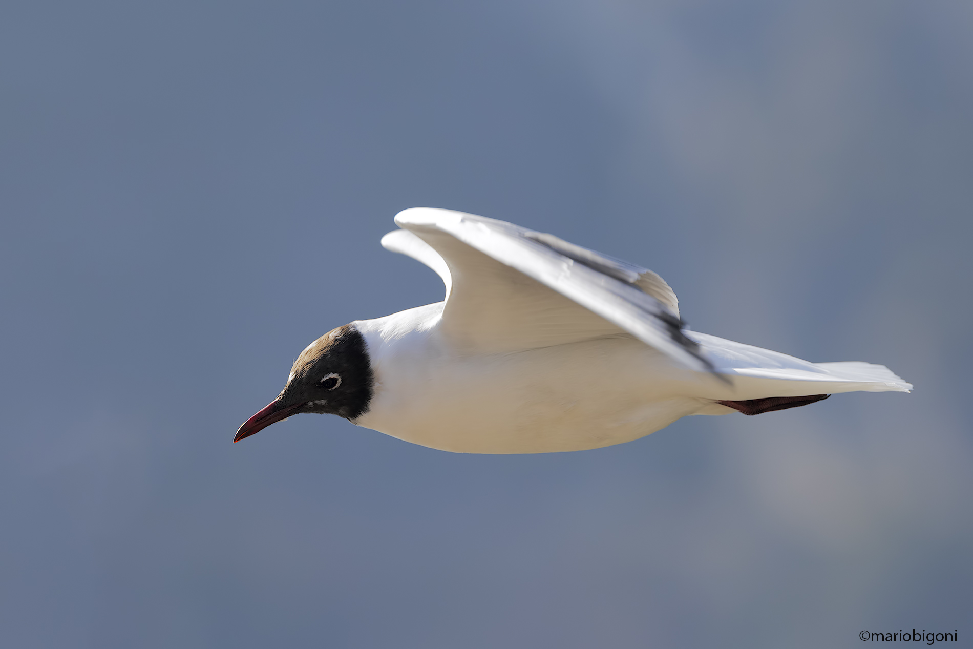 Common gull