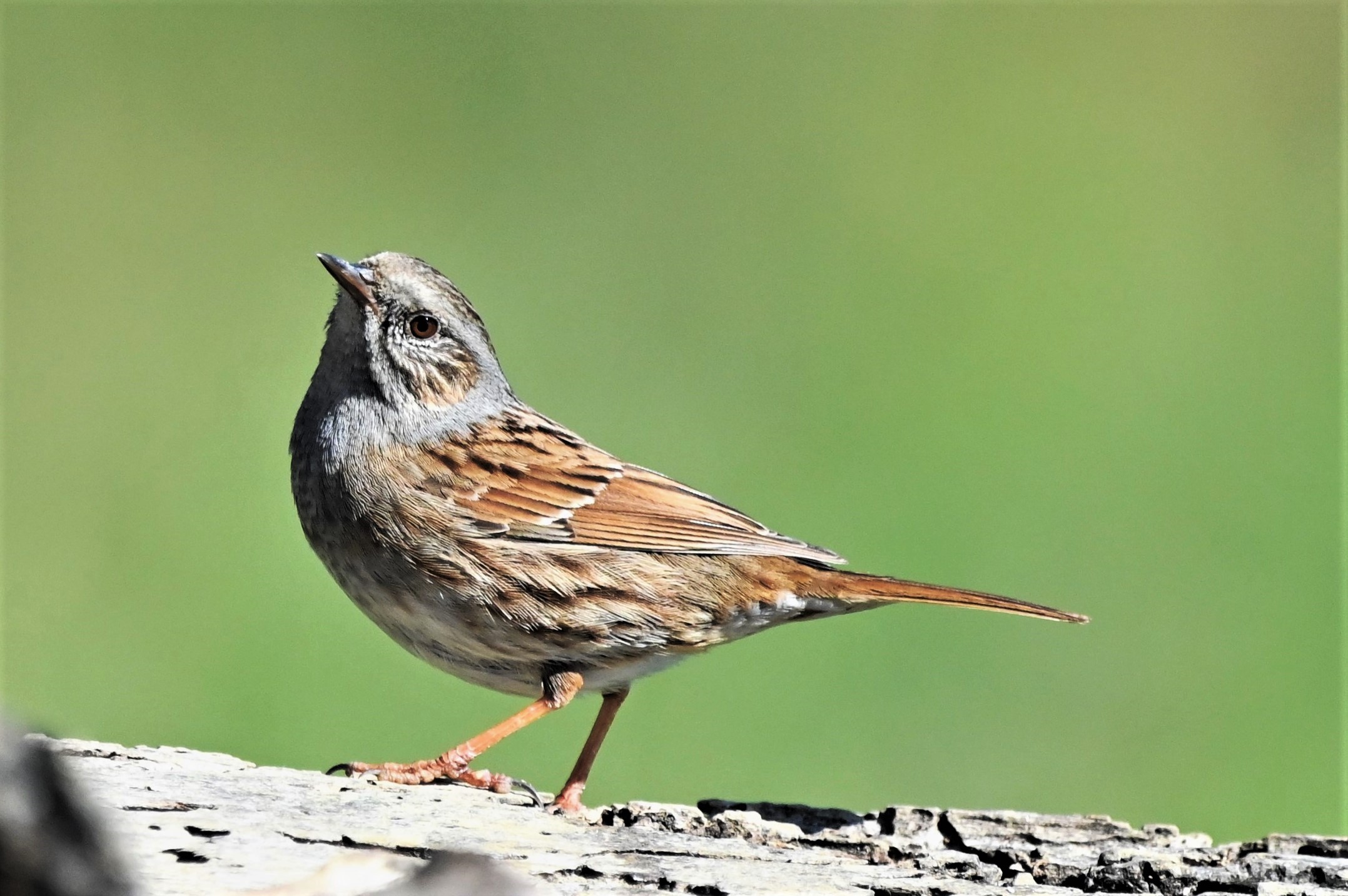 Dunnock
