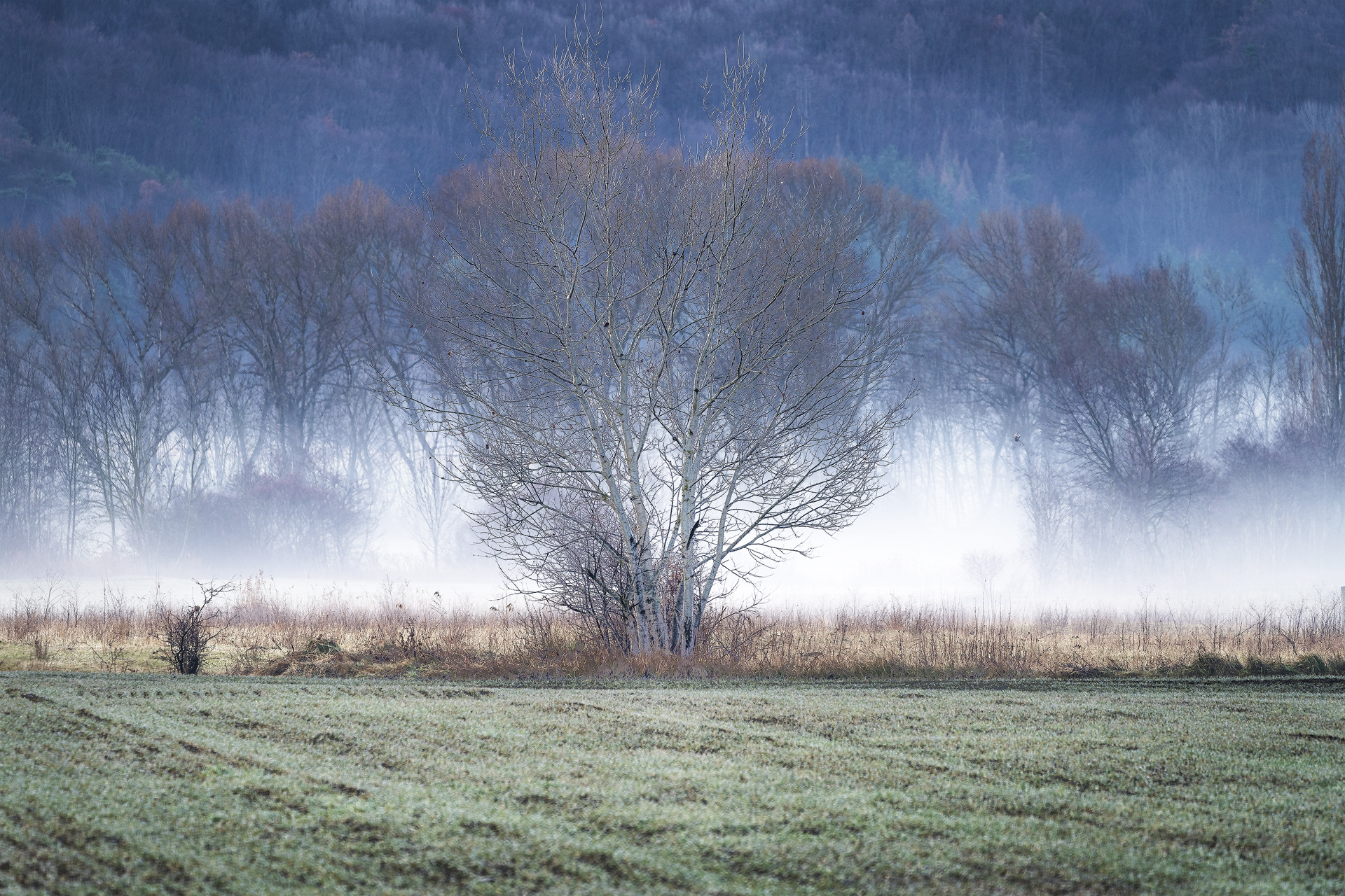 Tree with fog