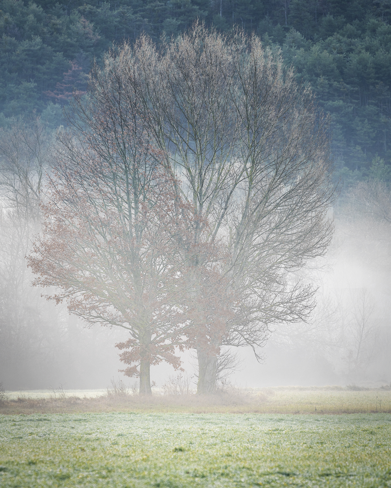 Tree with fog 2