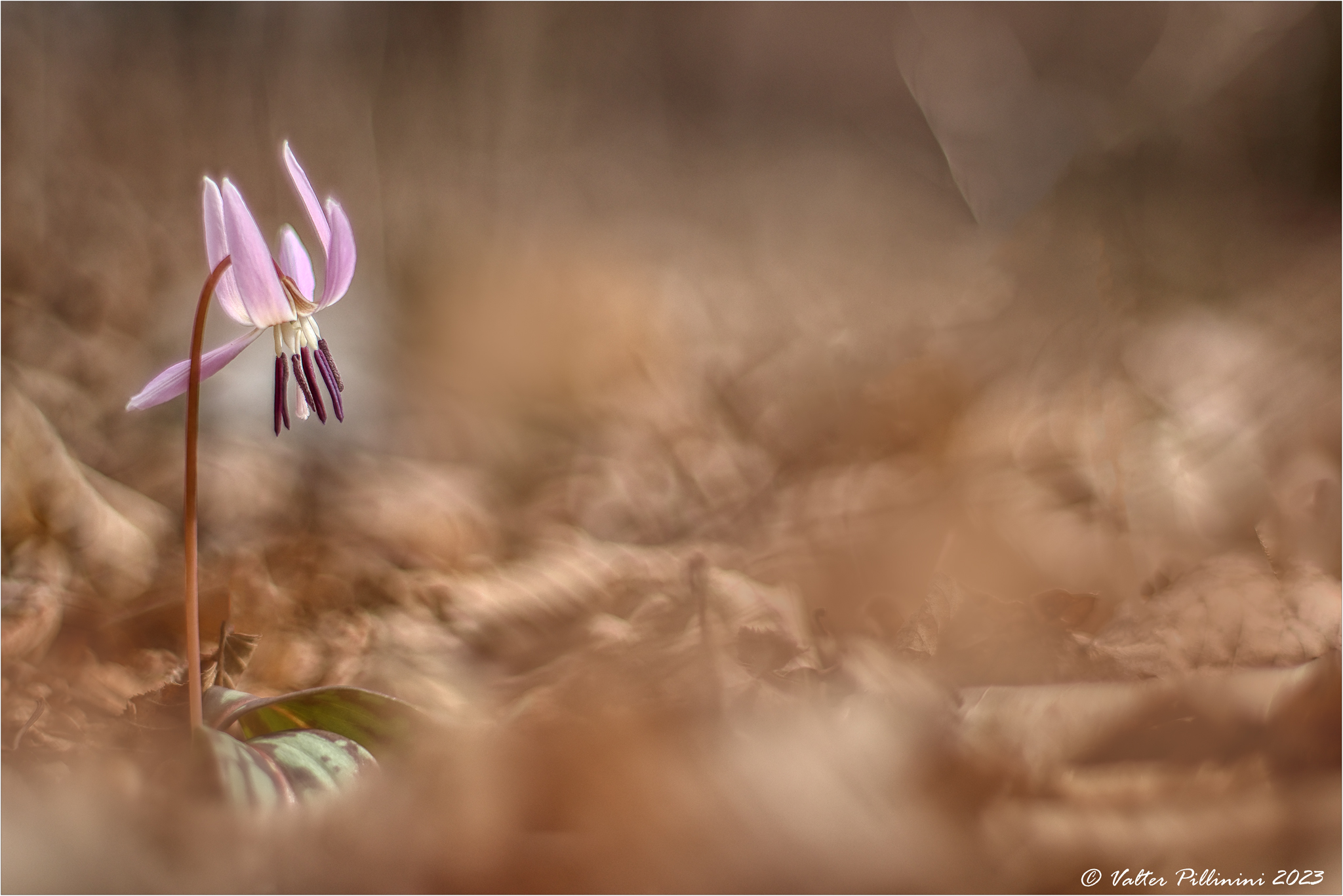Erythronium dens-canis.