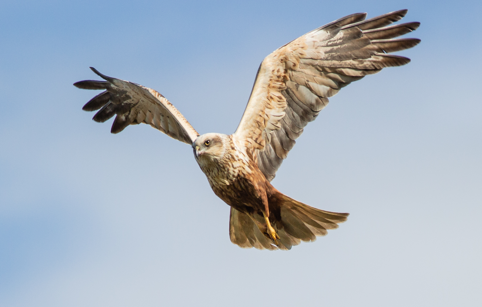 Marsh harrier