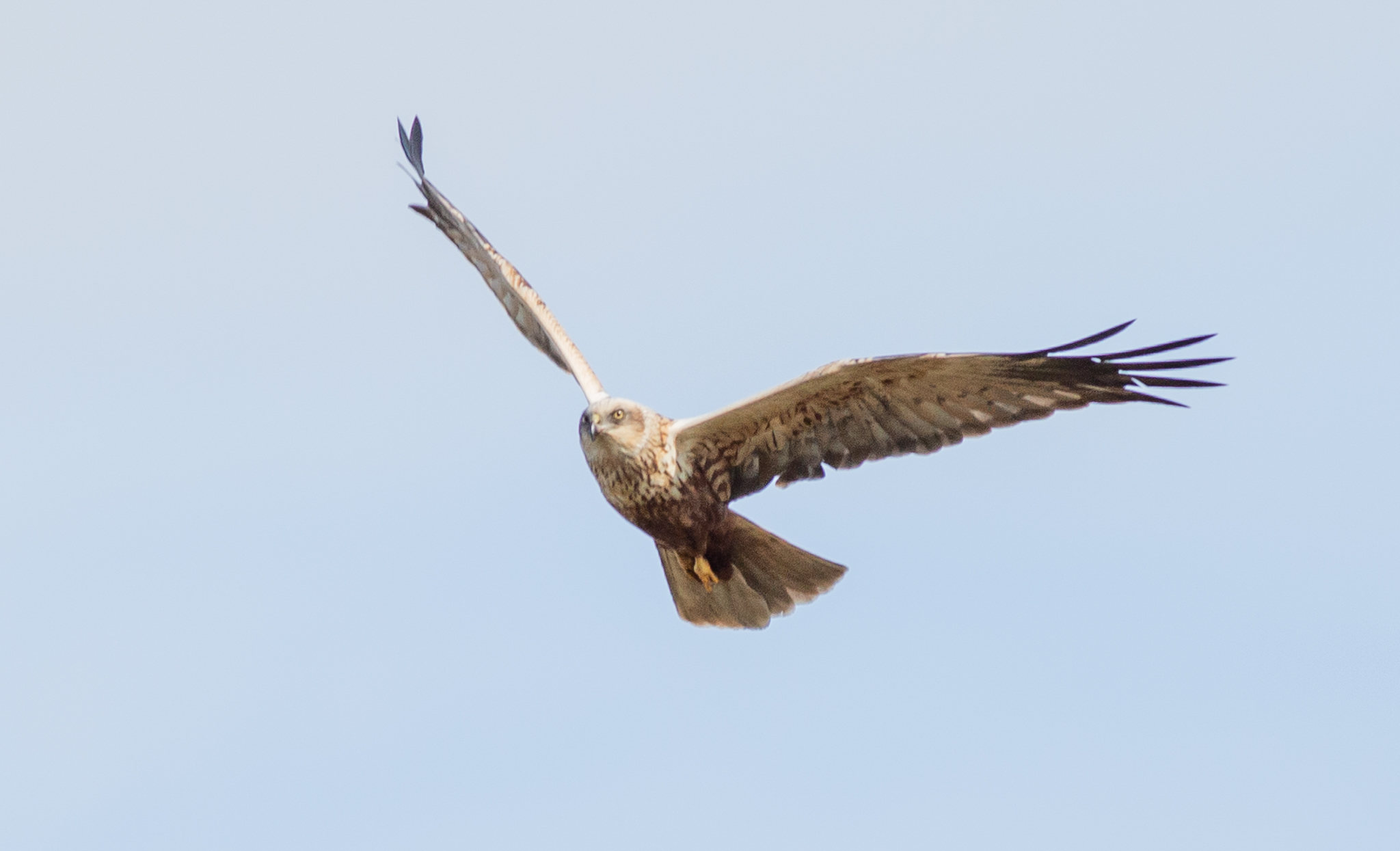 Marsh harrier