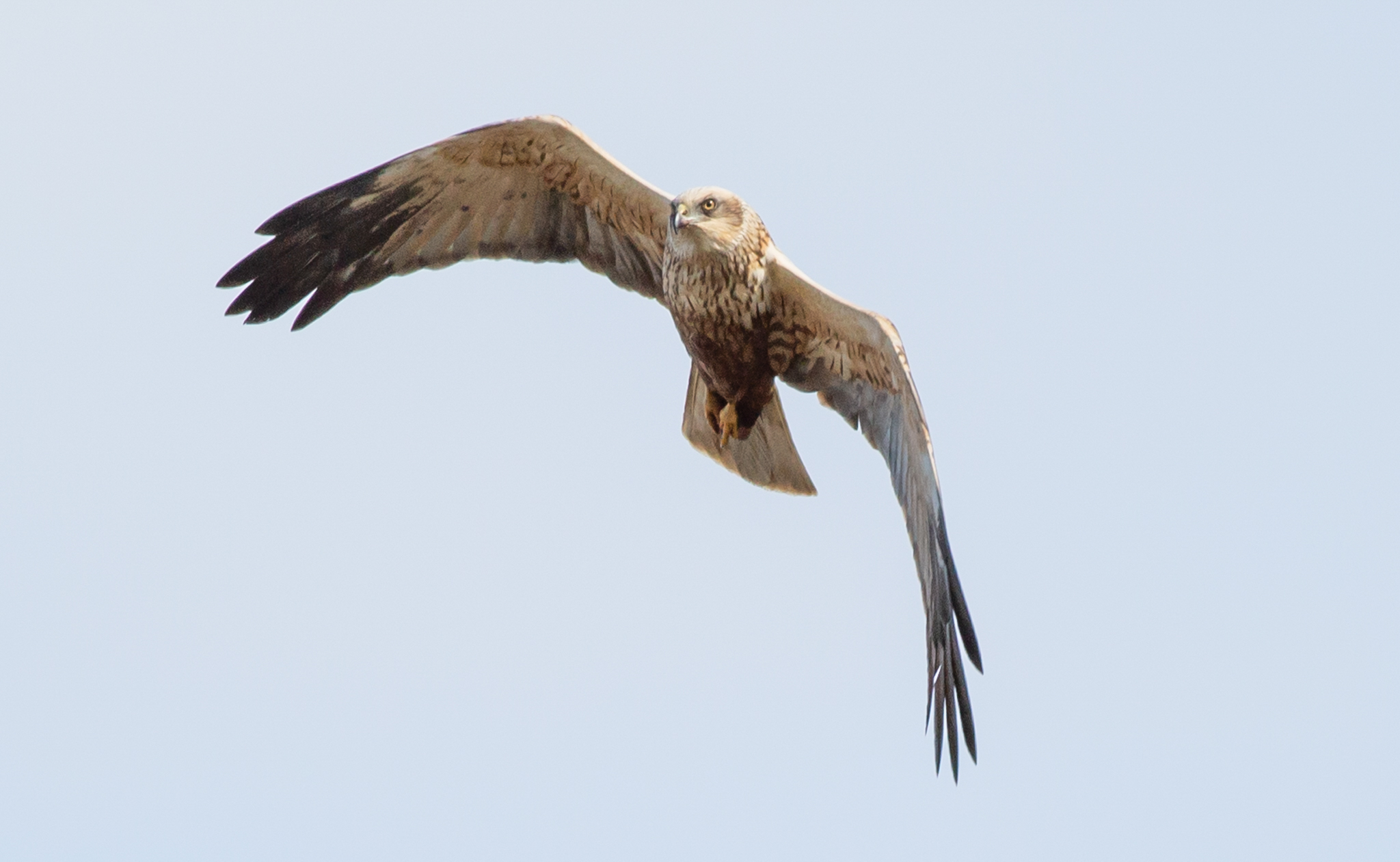 Marsh harrier