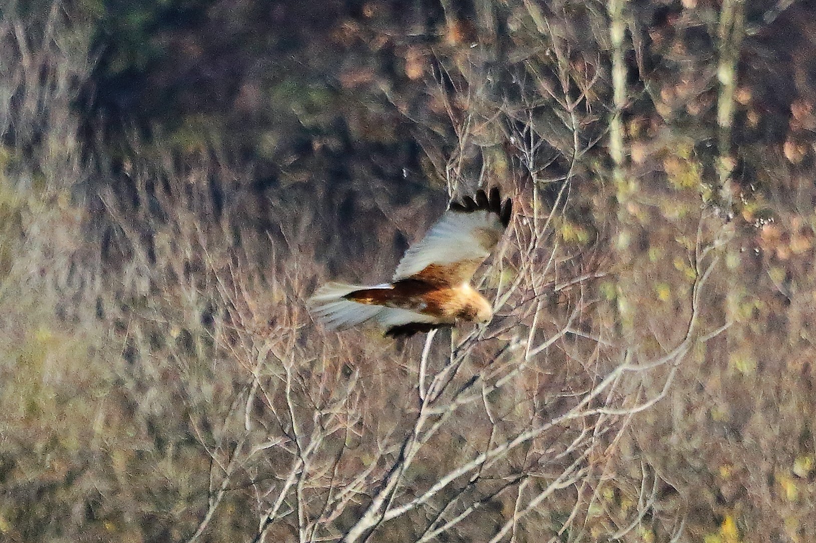 Falco di palude 12 dicembre 2022