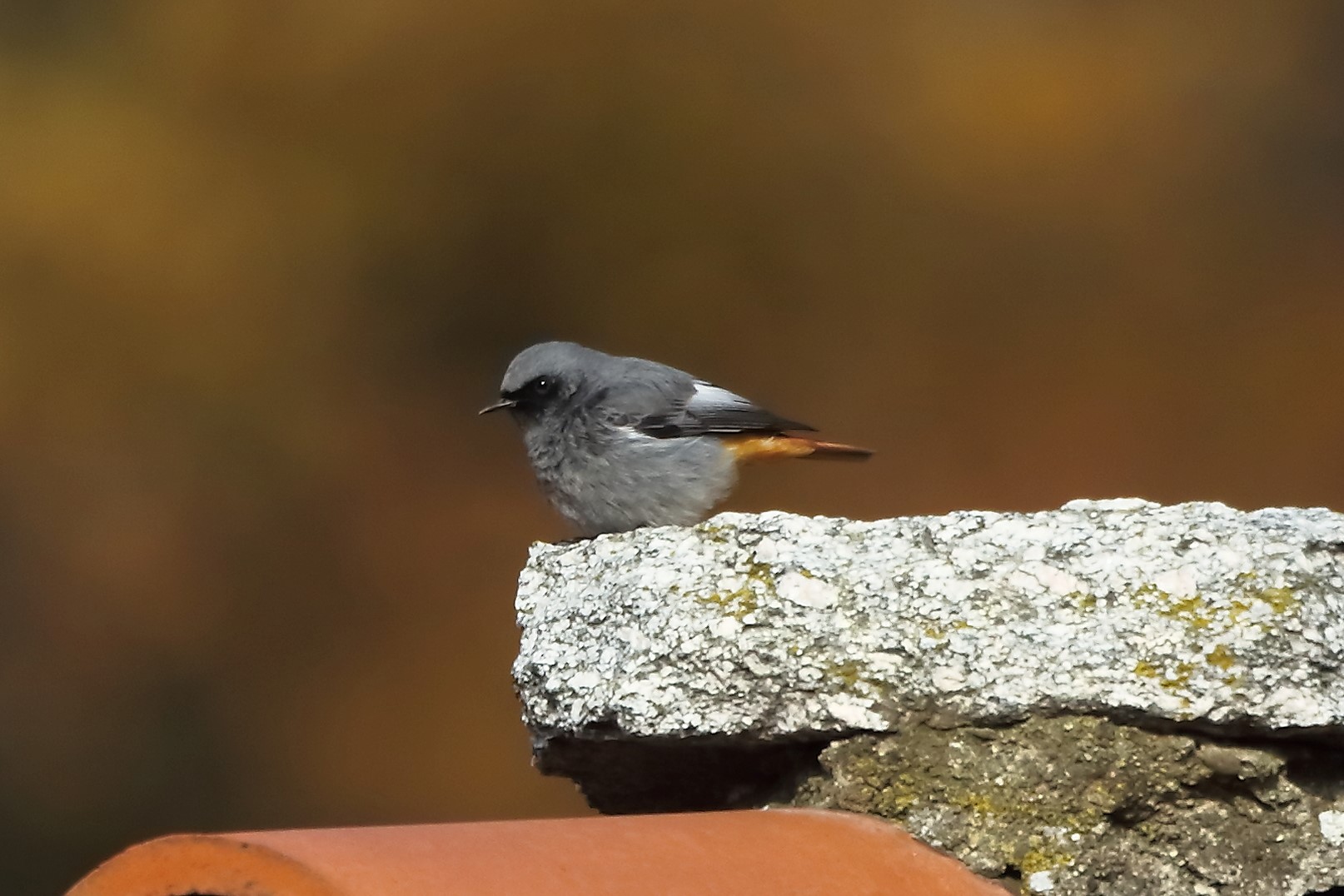 Codirosso 18 dicembre 2022