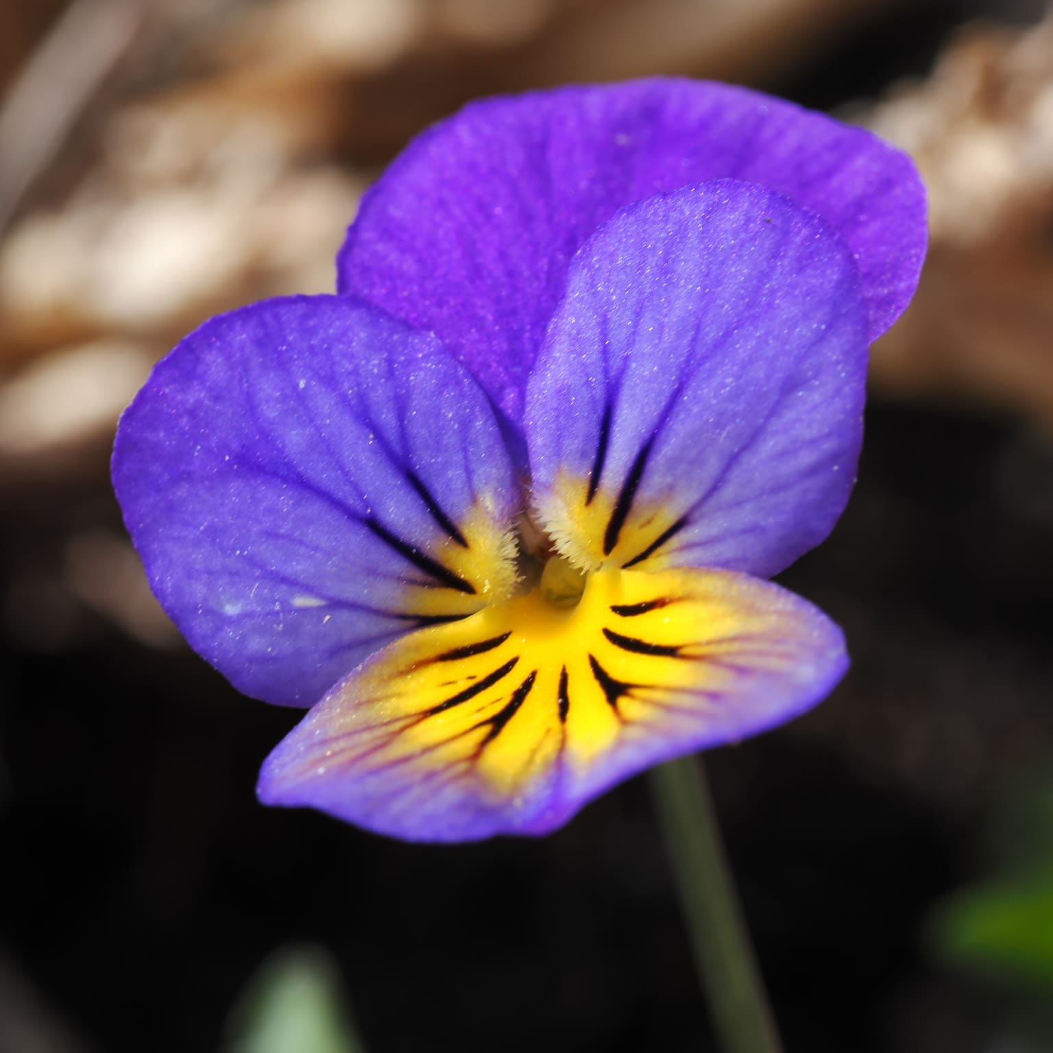 Viola del pensiero