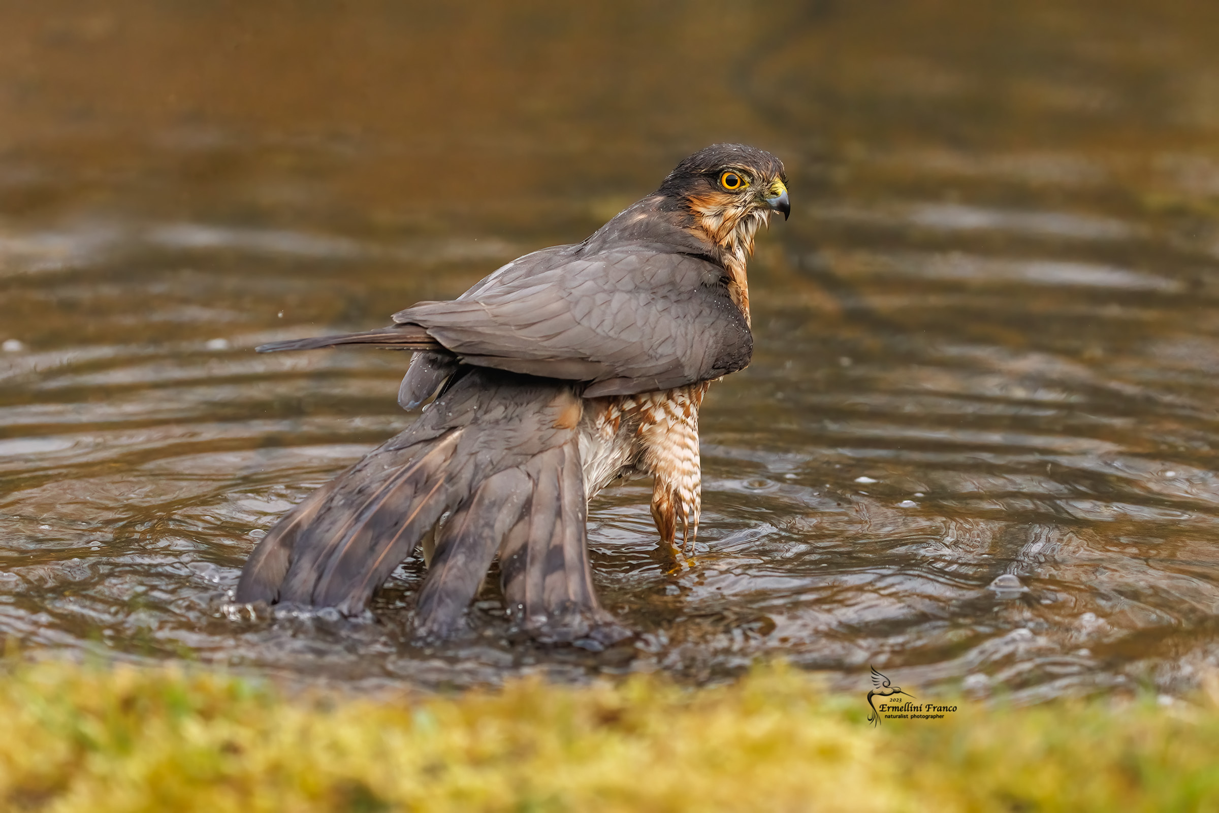 Sparrowhawk