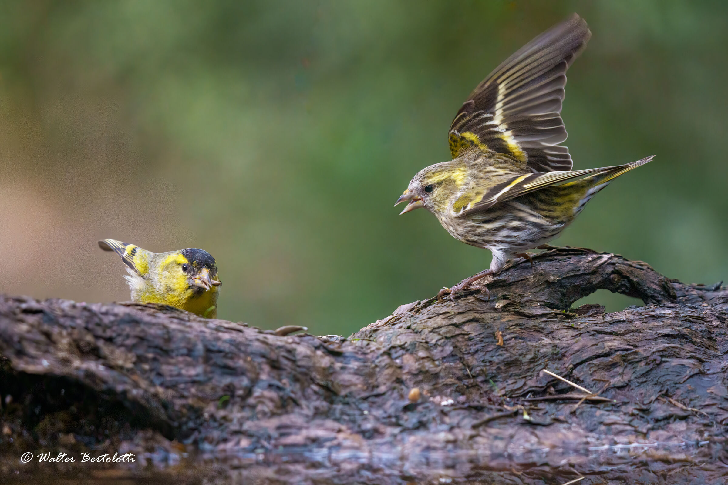 discussioni familiari