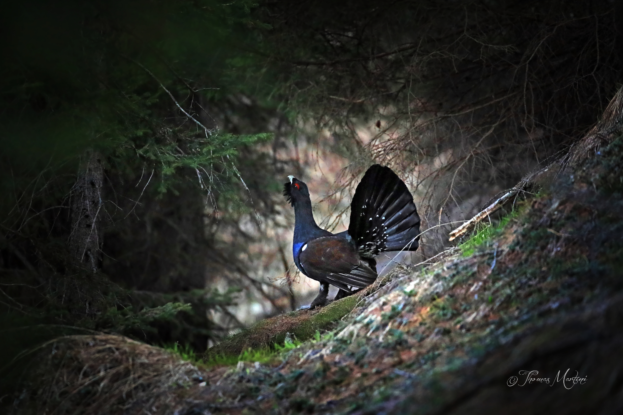 First lights in the arena