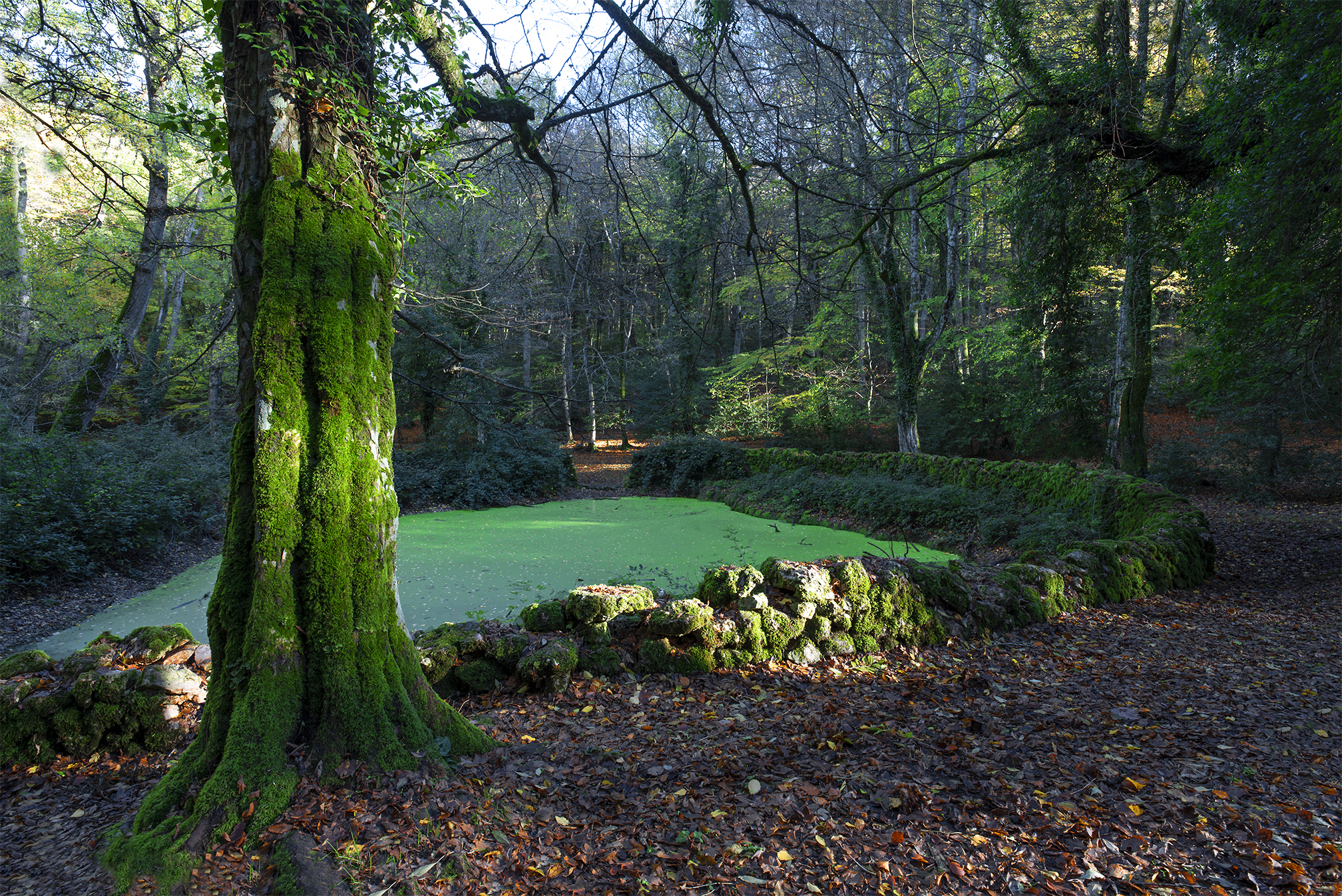 carpino bianco a Cutino d'Otri