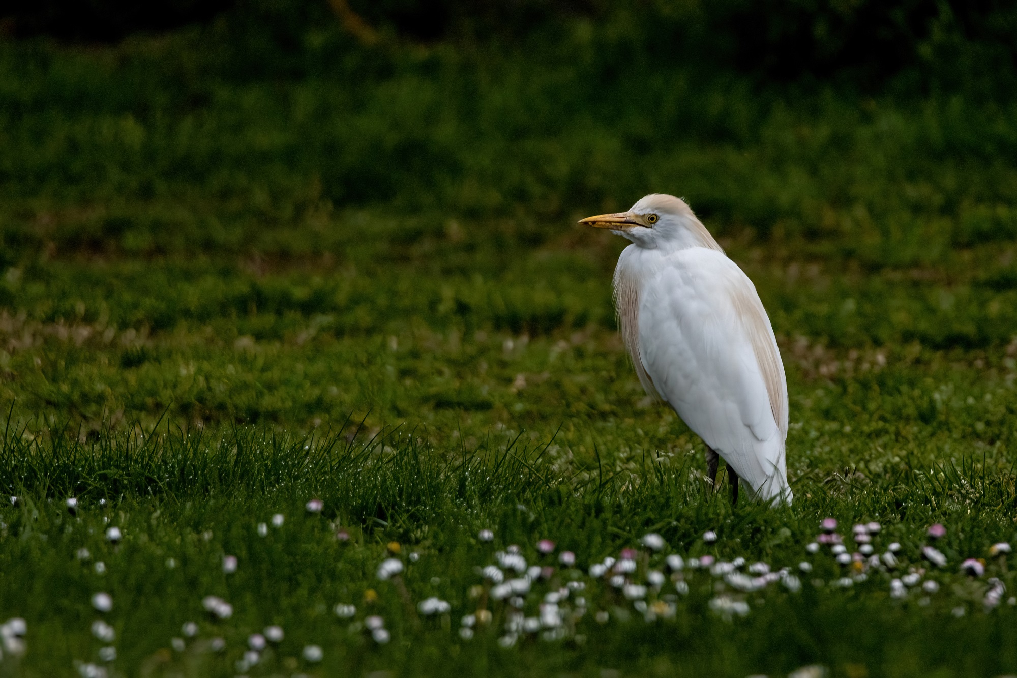 Cattle egret