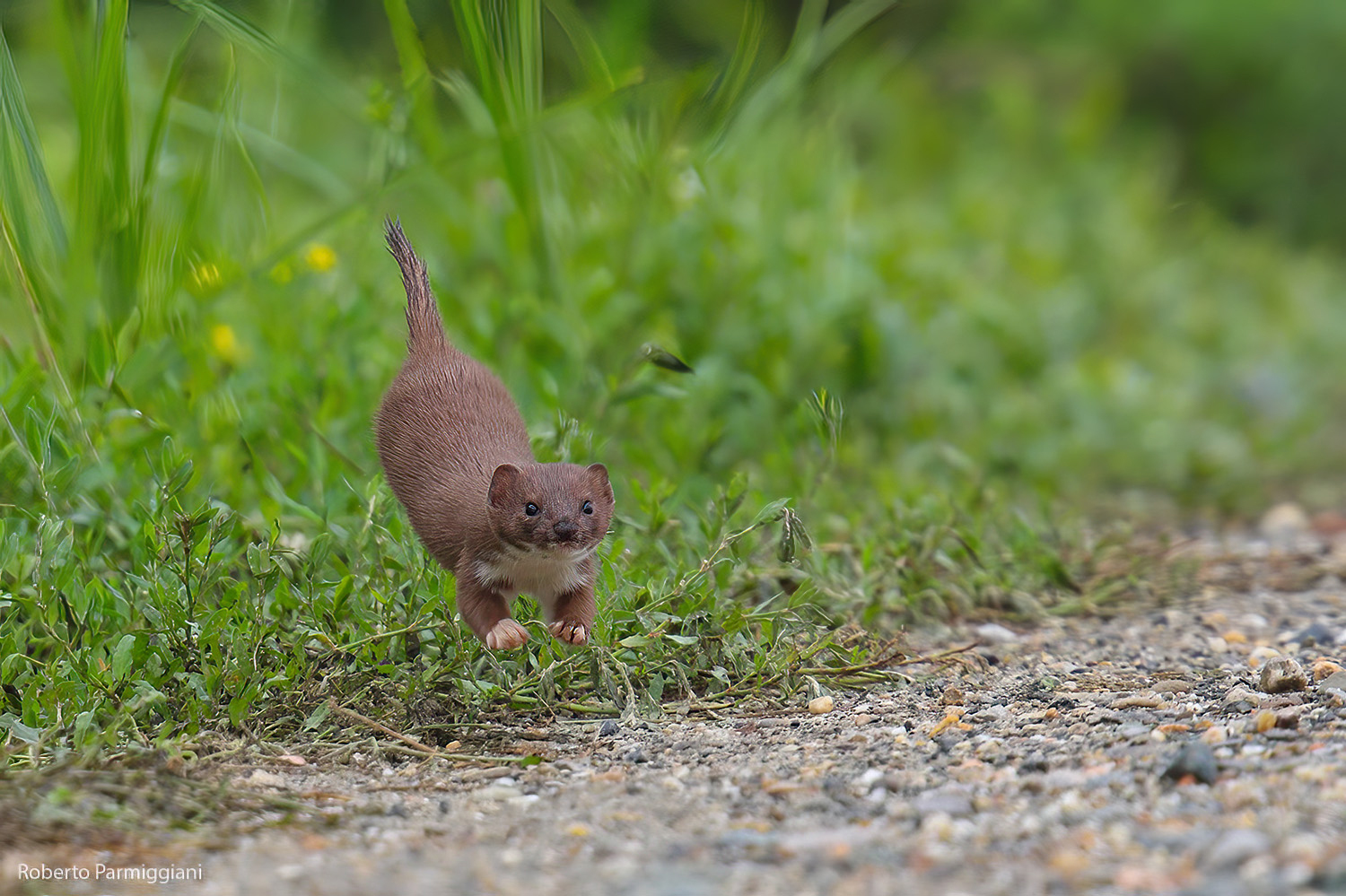 Il folletto dei prati