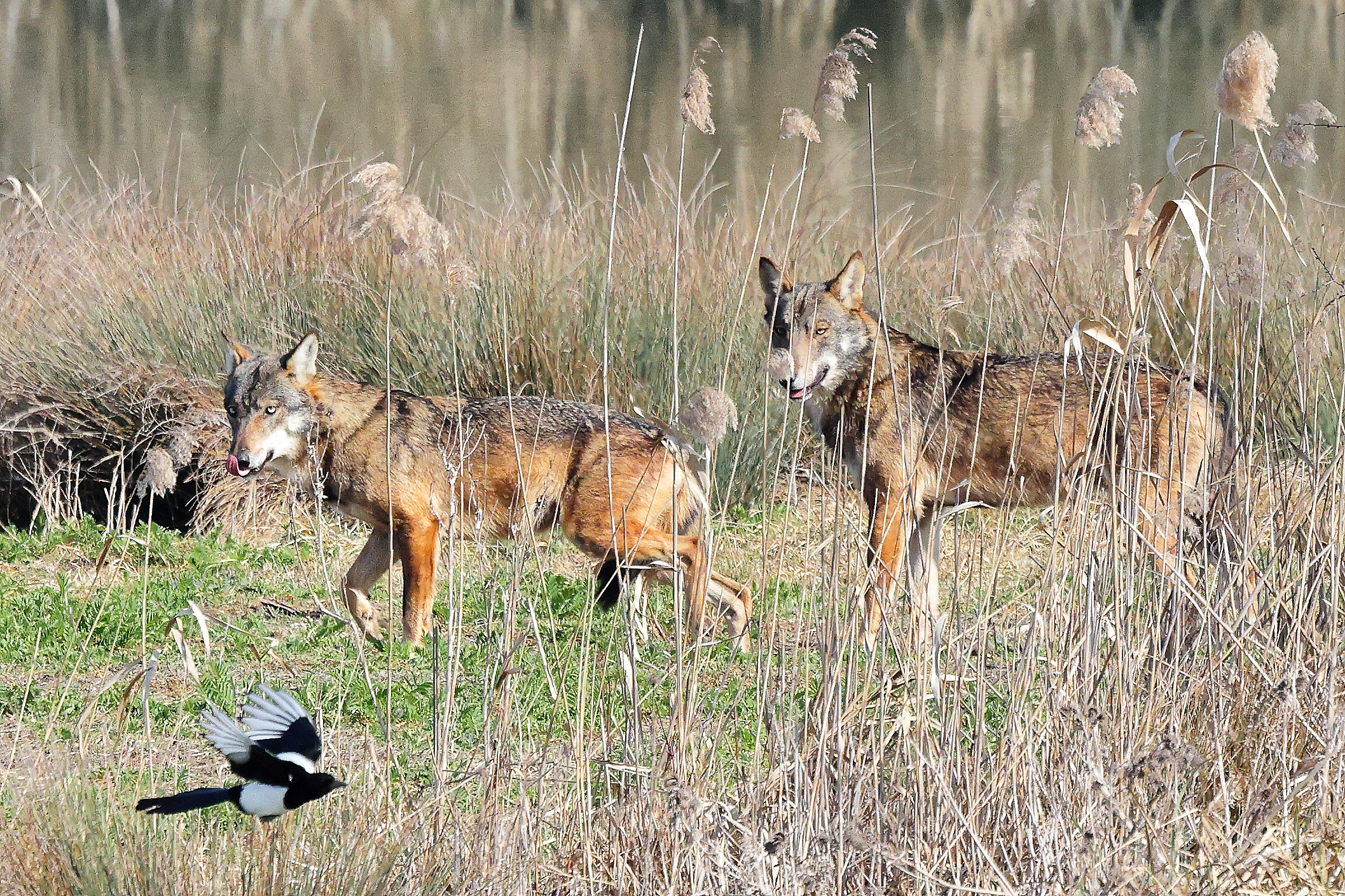 Wolves.