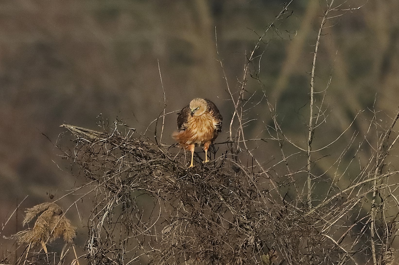 Falco di palude 27-12-2022