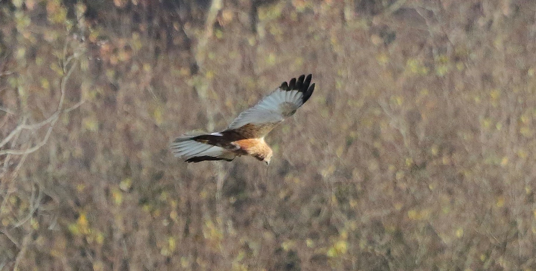 Falco di palude 12 dicembre 2022
