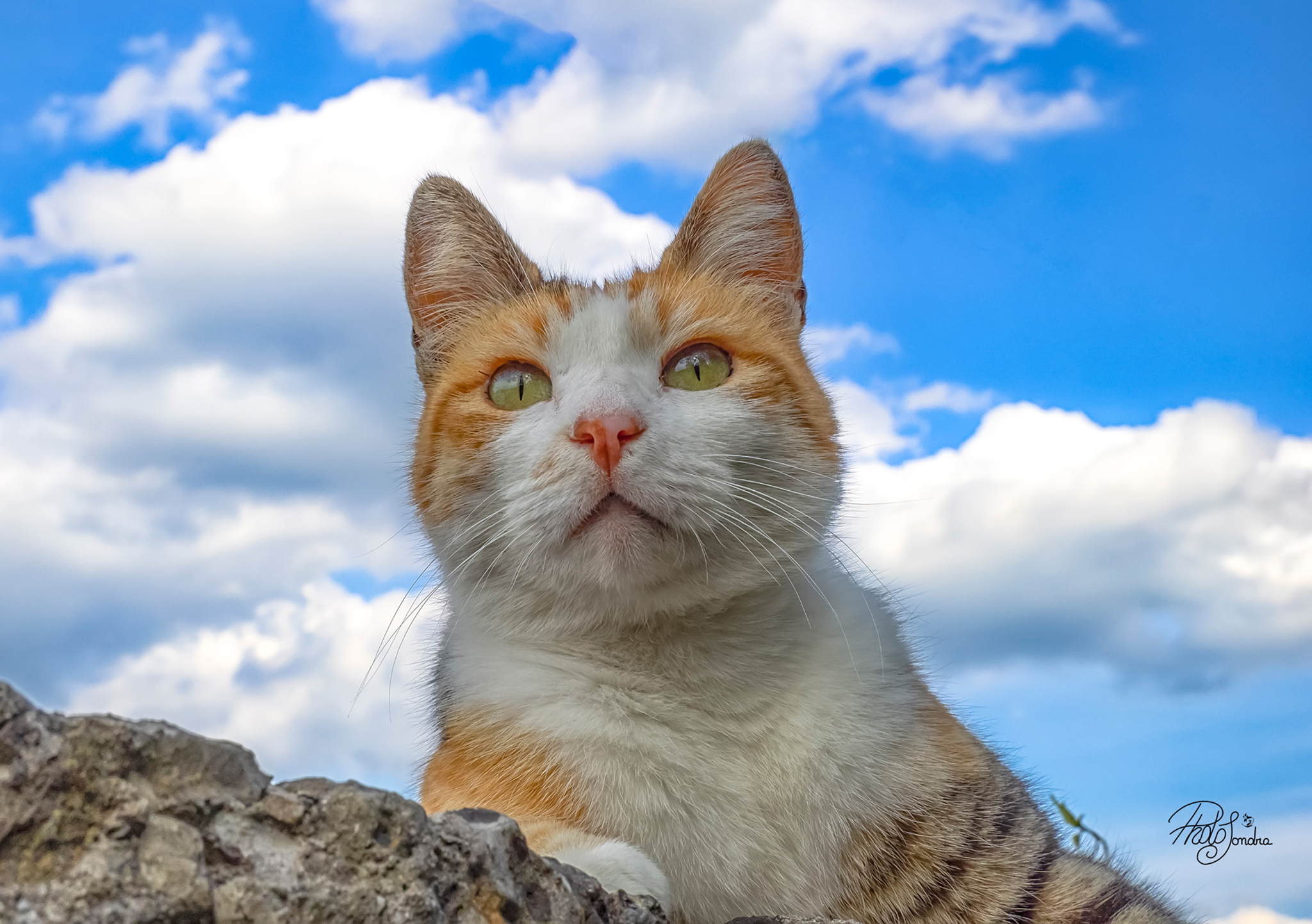 The beautiful cat at Pomelasca di Inverigo