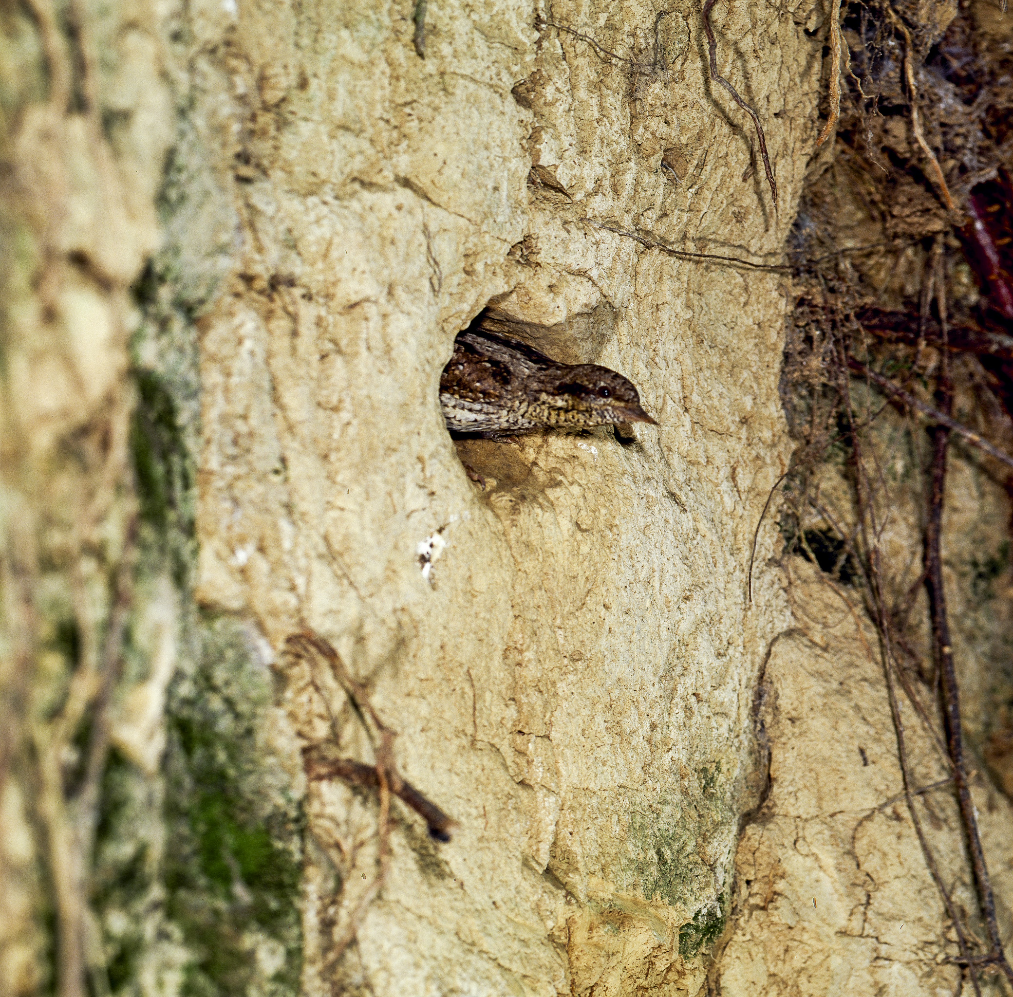 Torticollo occupies the kingfisher's nest