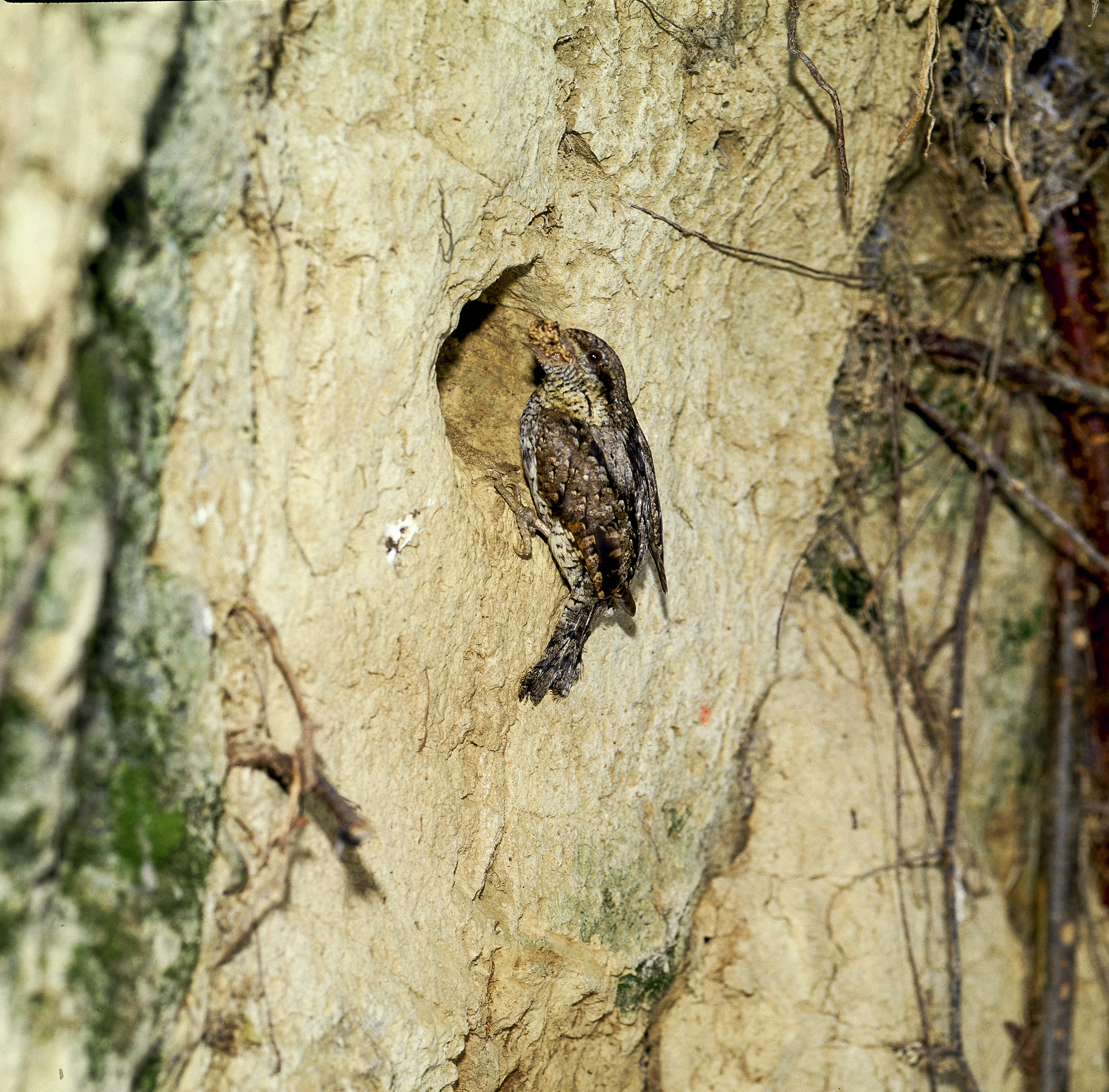 Torticollo occupies the kingfisher's nest