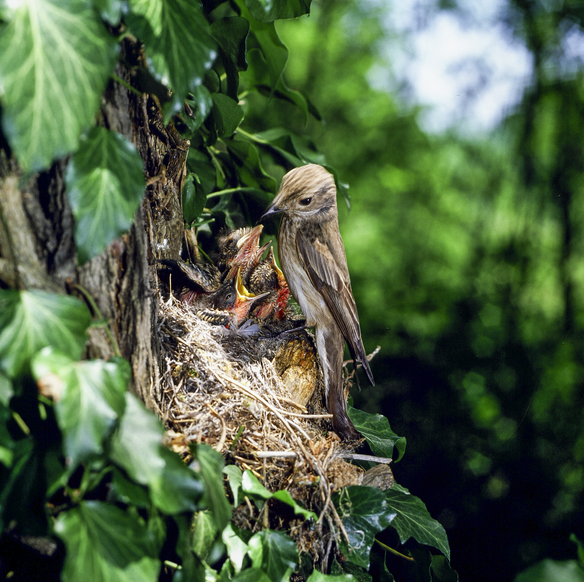 Flycatcher on the nest