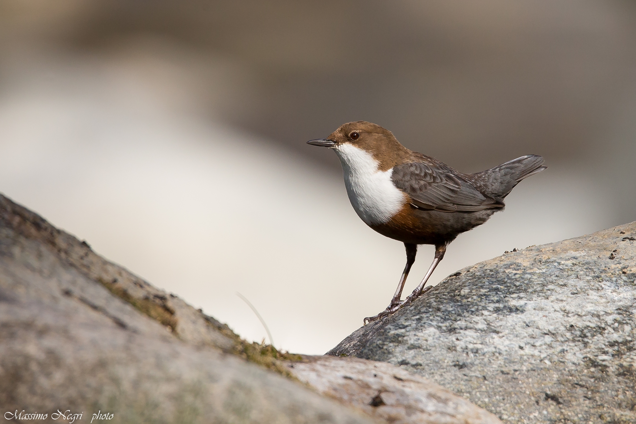 white-throated dipper