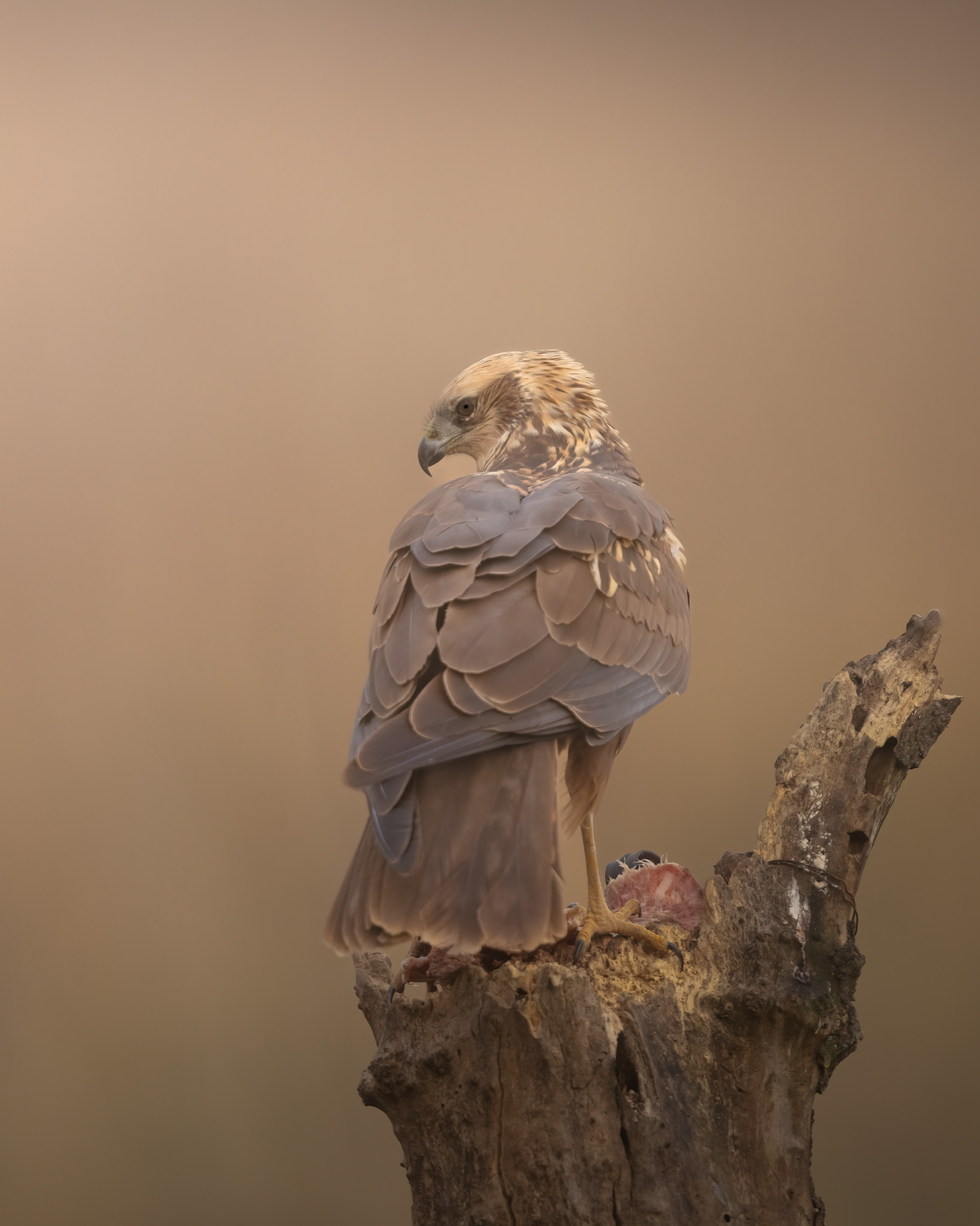 Marsh harrier