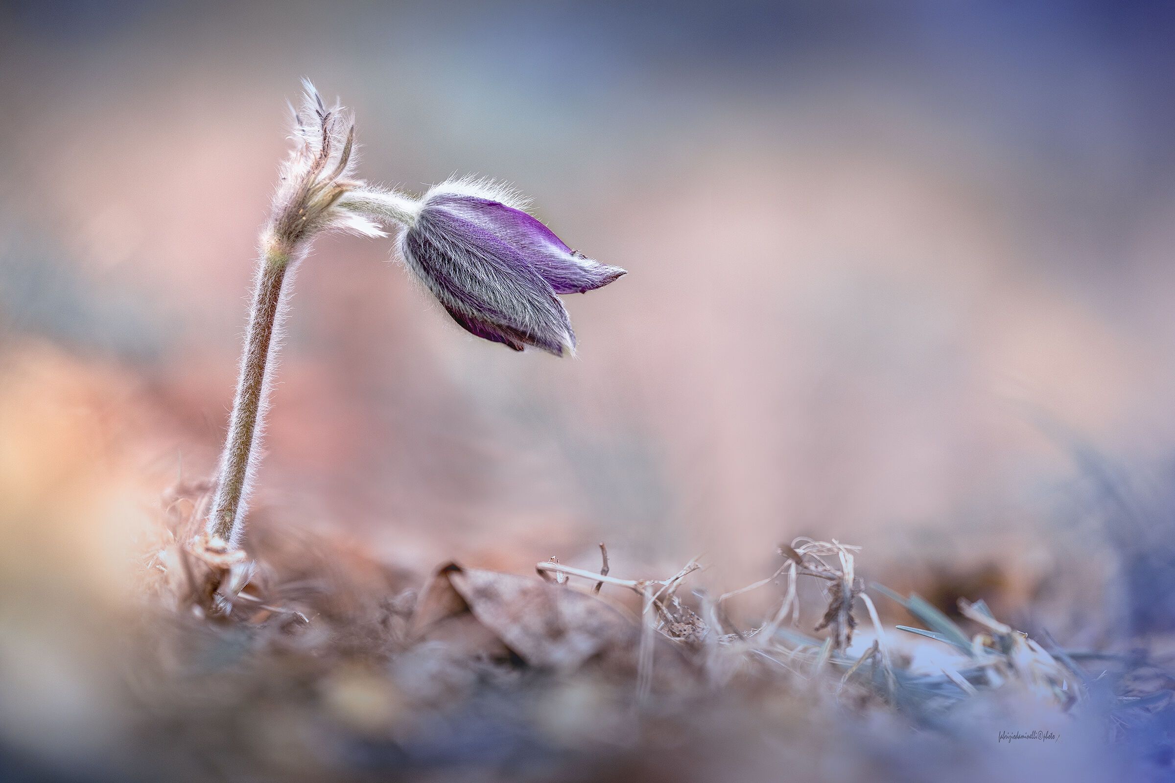 Mountain Pasqueflower