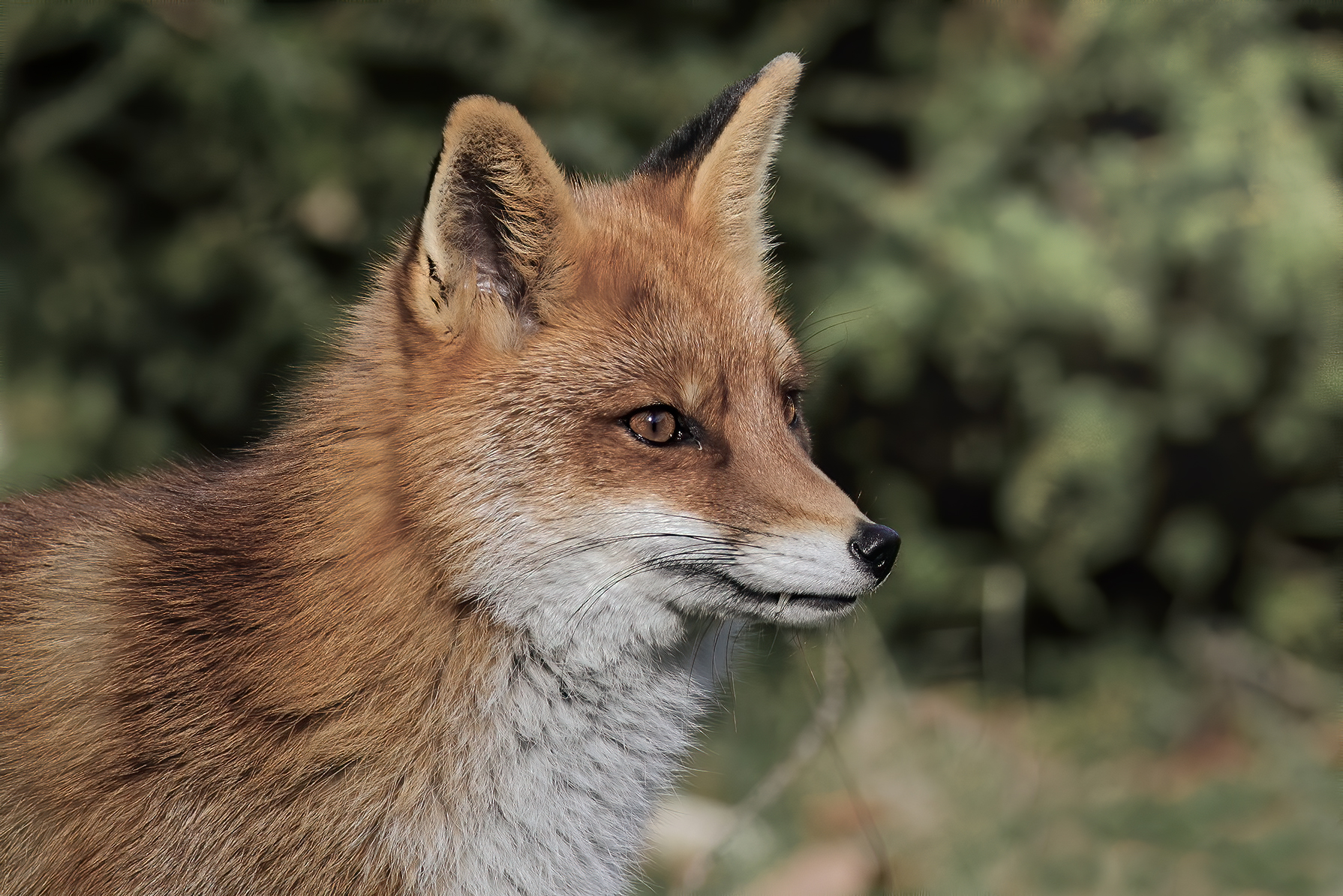 Vulpes vulpes