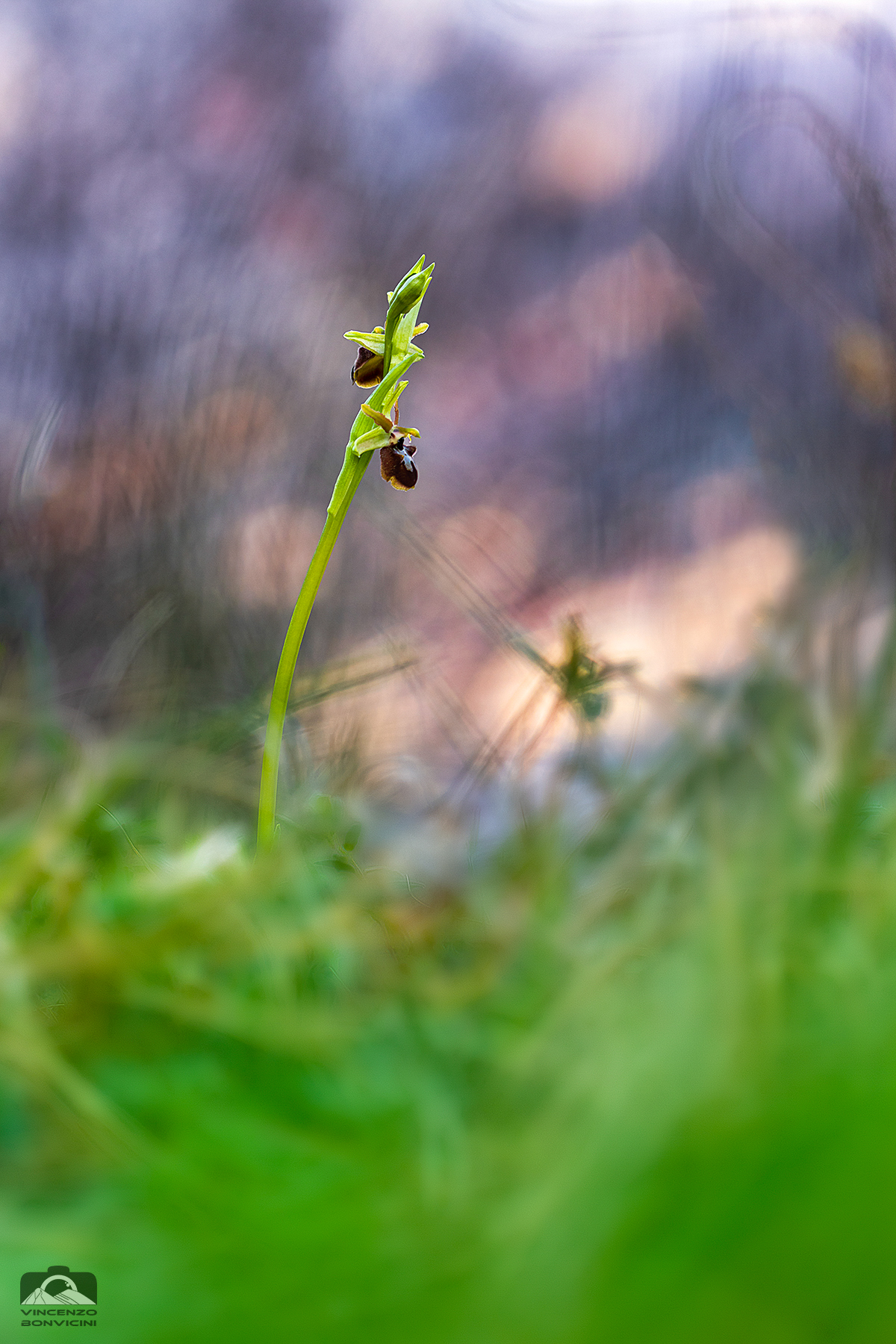 Ophrys sphegodes