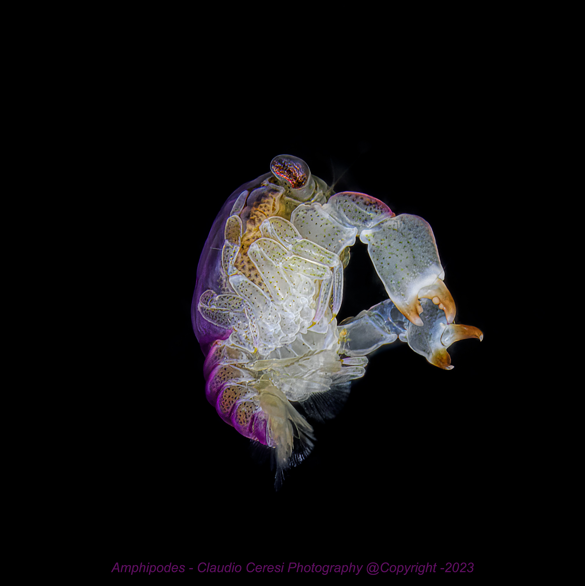 amphipodes