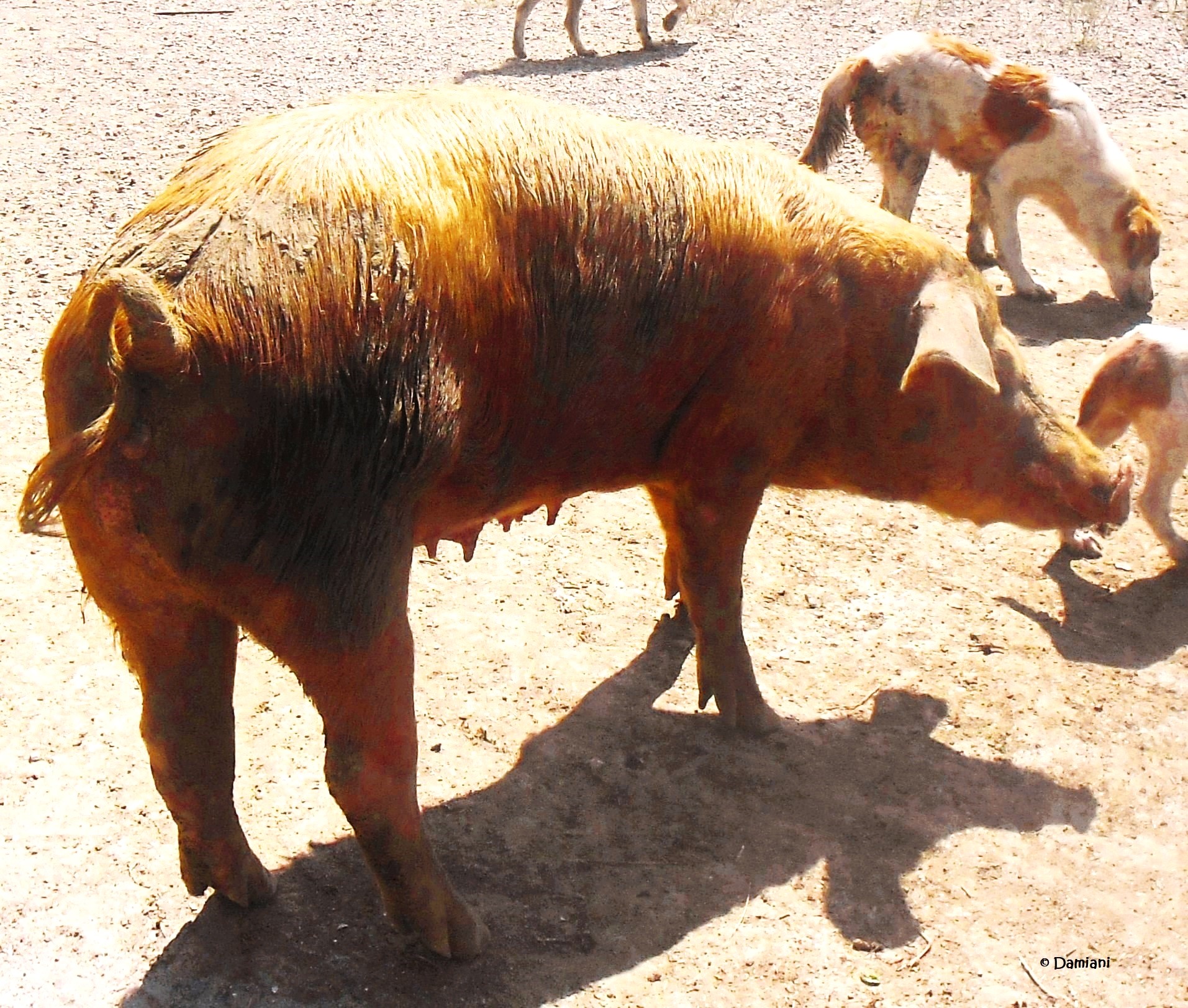 Non rimarrà nemmeno l'ombra nel piatto