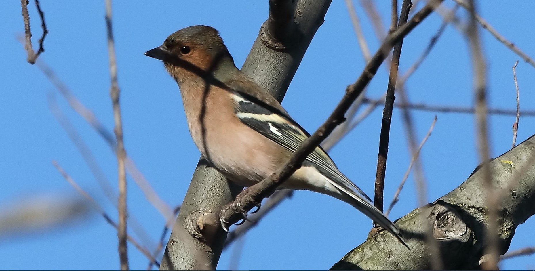 Fringuello 09-01-2023