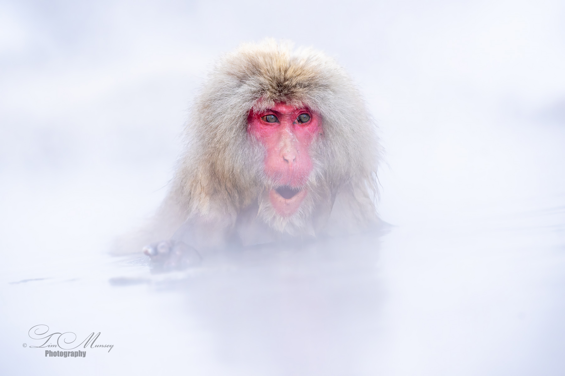Snow Monkey