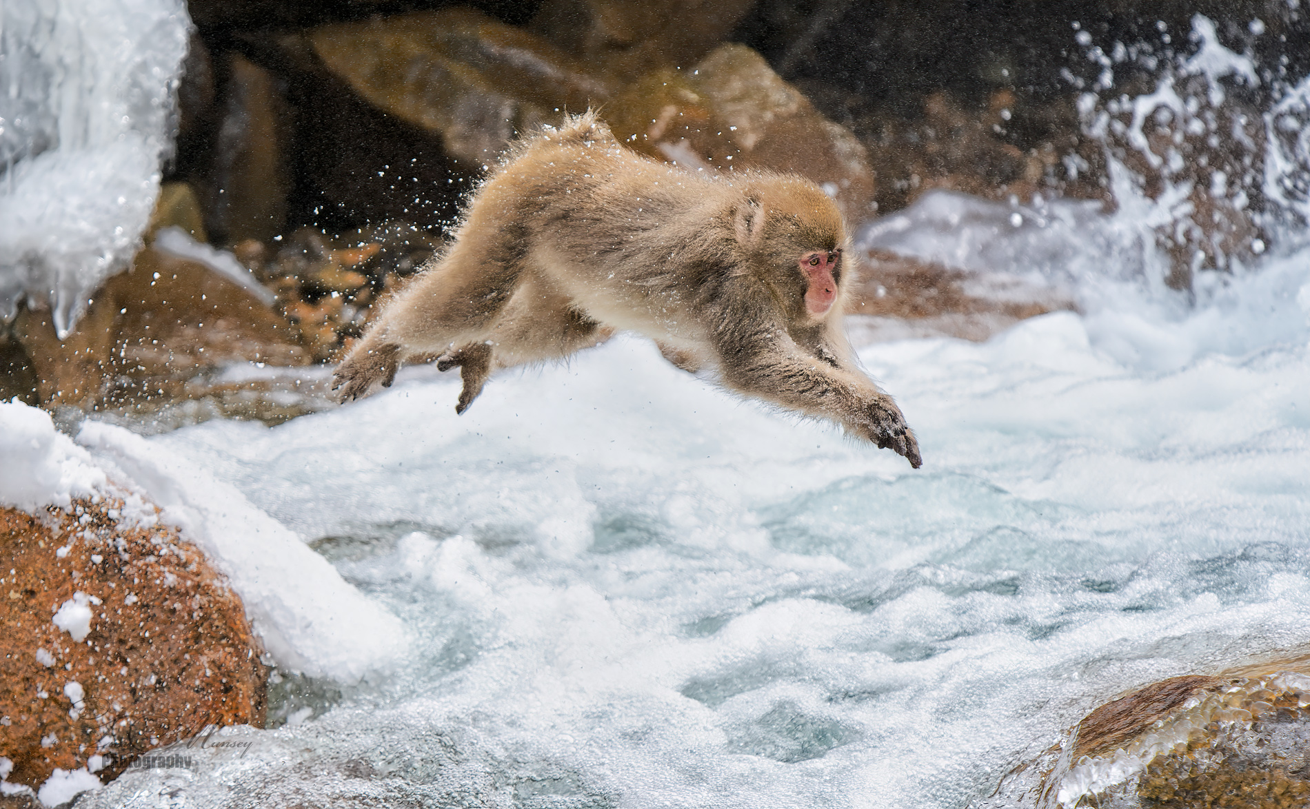 Snow Monkey leap