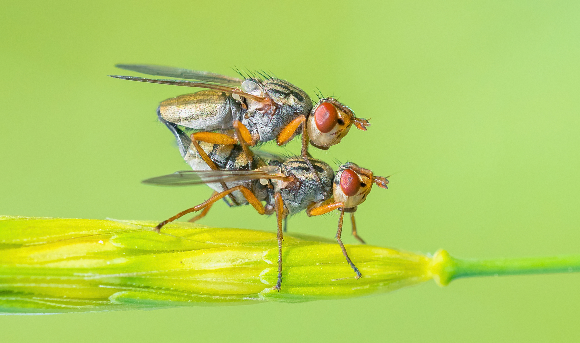 AVVERTIMENTO! Contenuti per adulti