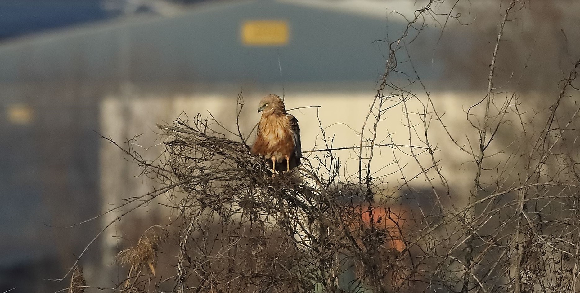 Falco di palude 27-12-2022