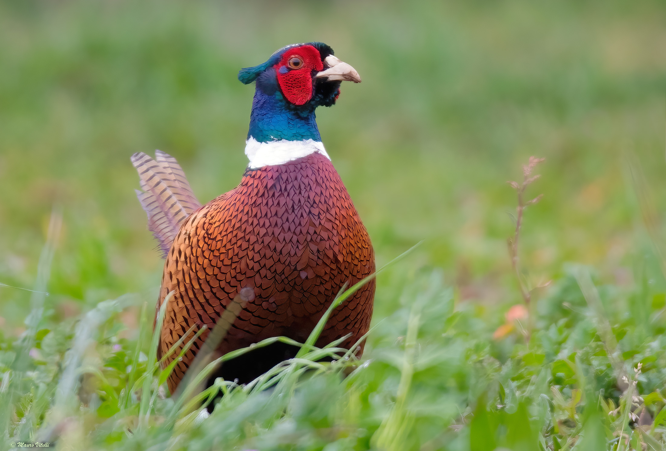 Male pheasant