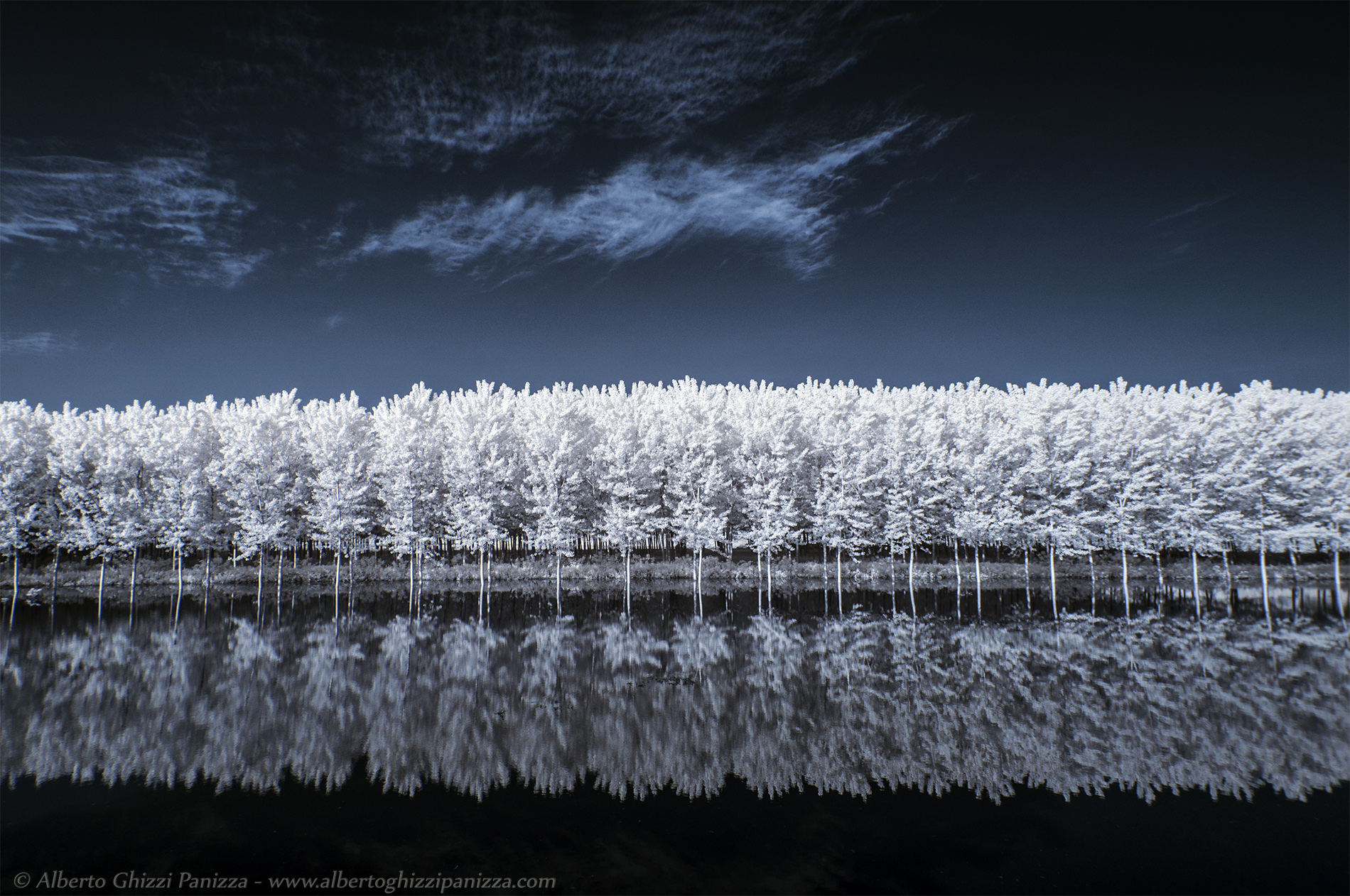 Pioppeto sommerso dalla piena del Po