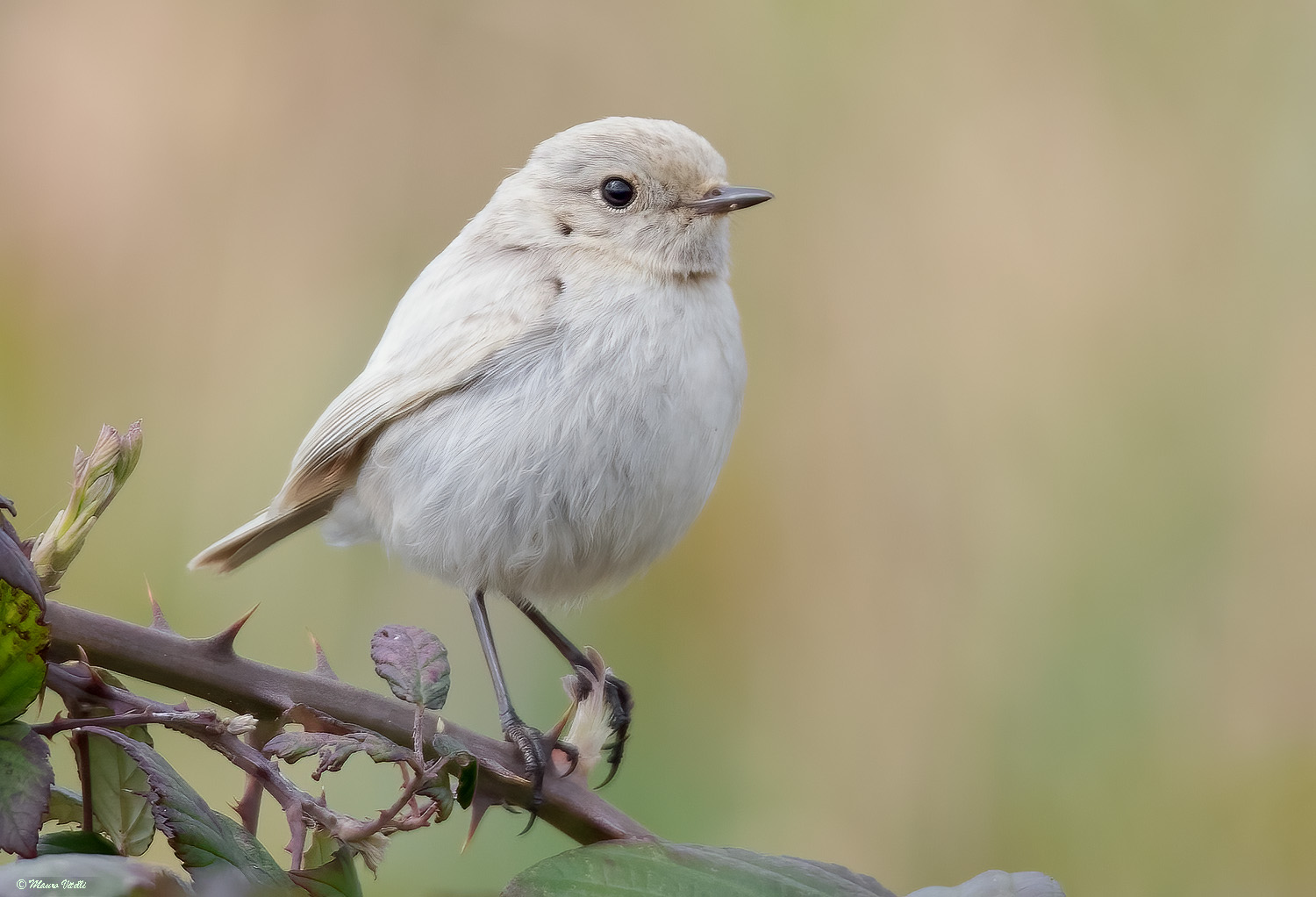 Saltimpalo Leucistico