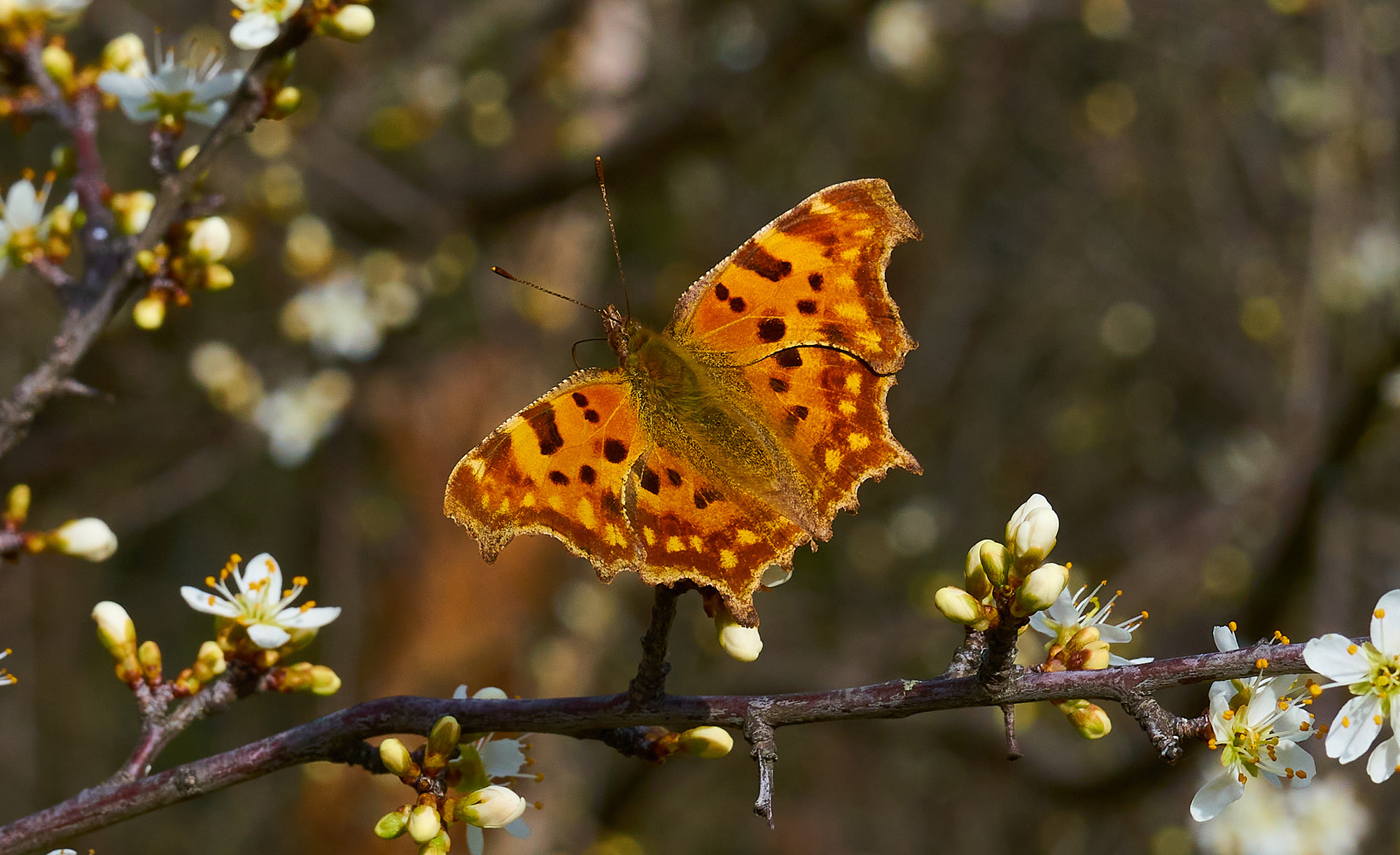 e' arrivata la primavera!